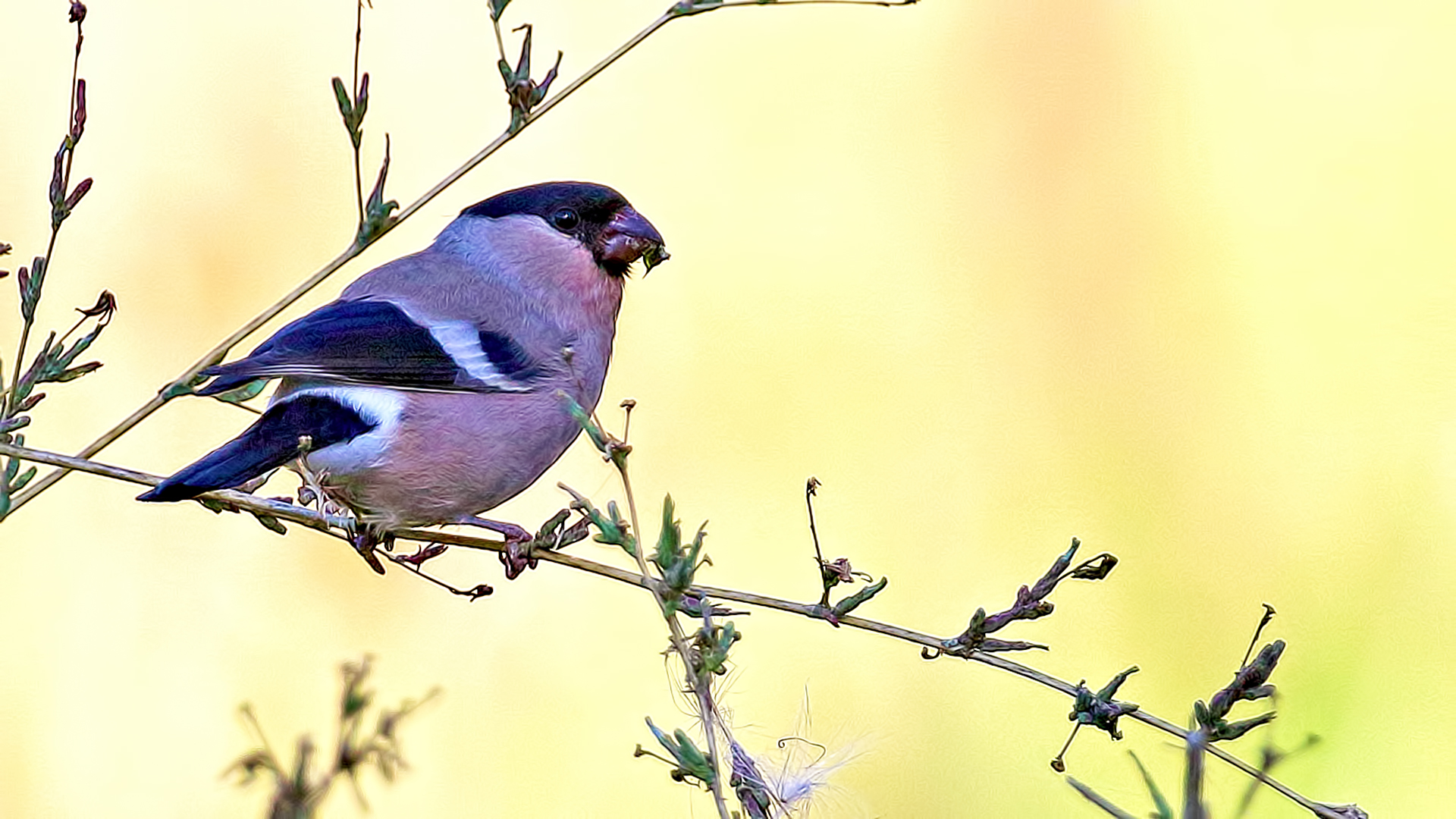 Eurasian Bullfinch