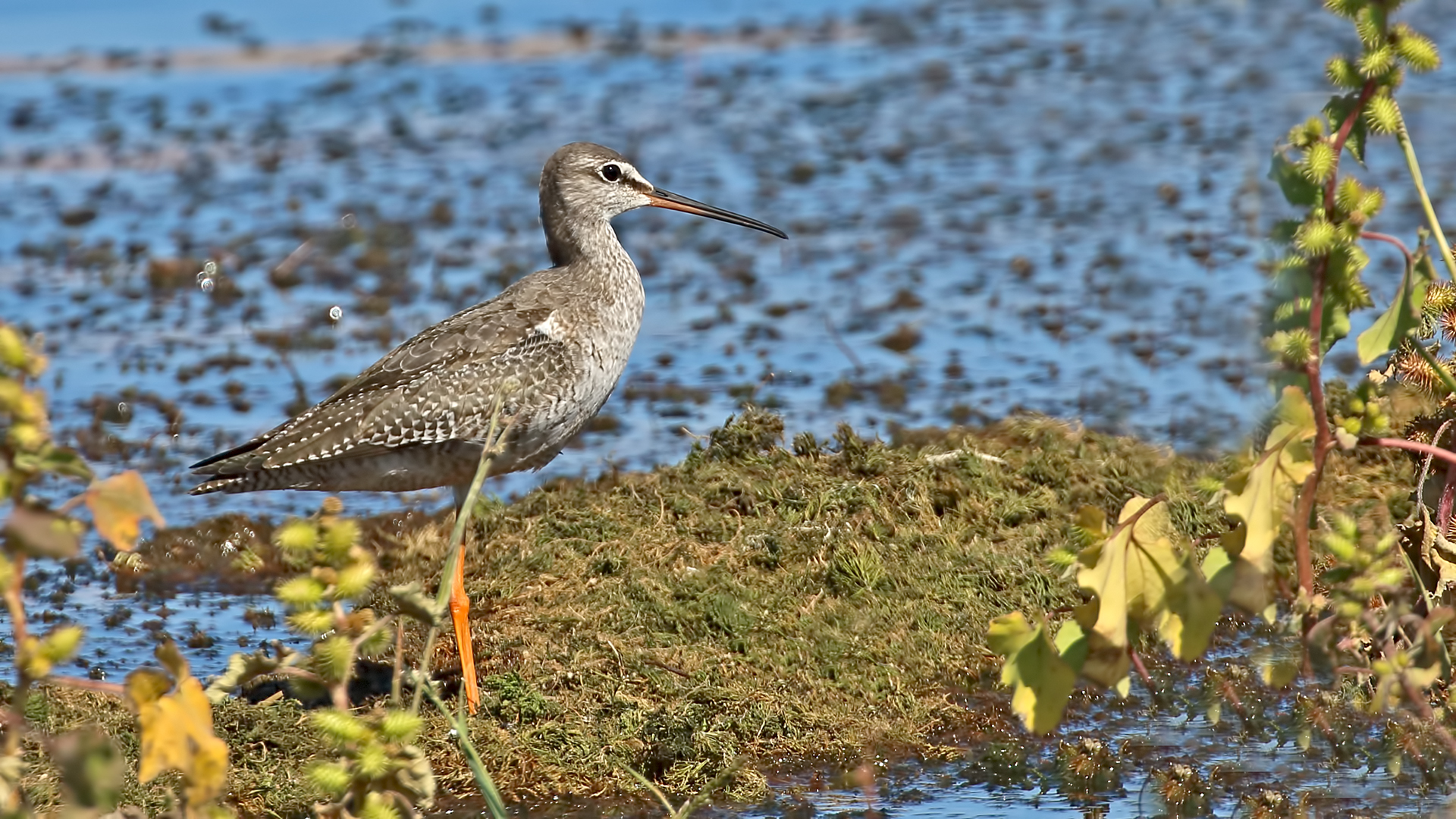 Spotted Redshank