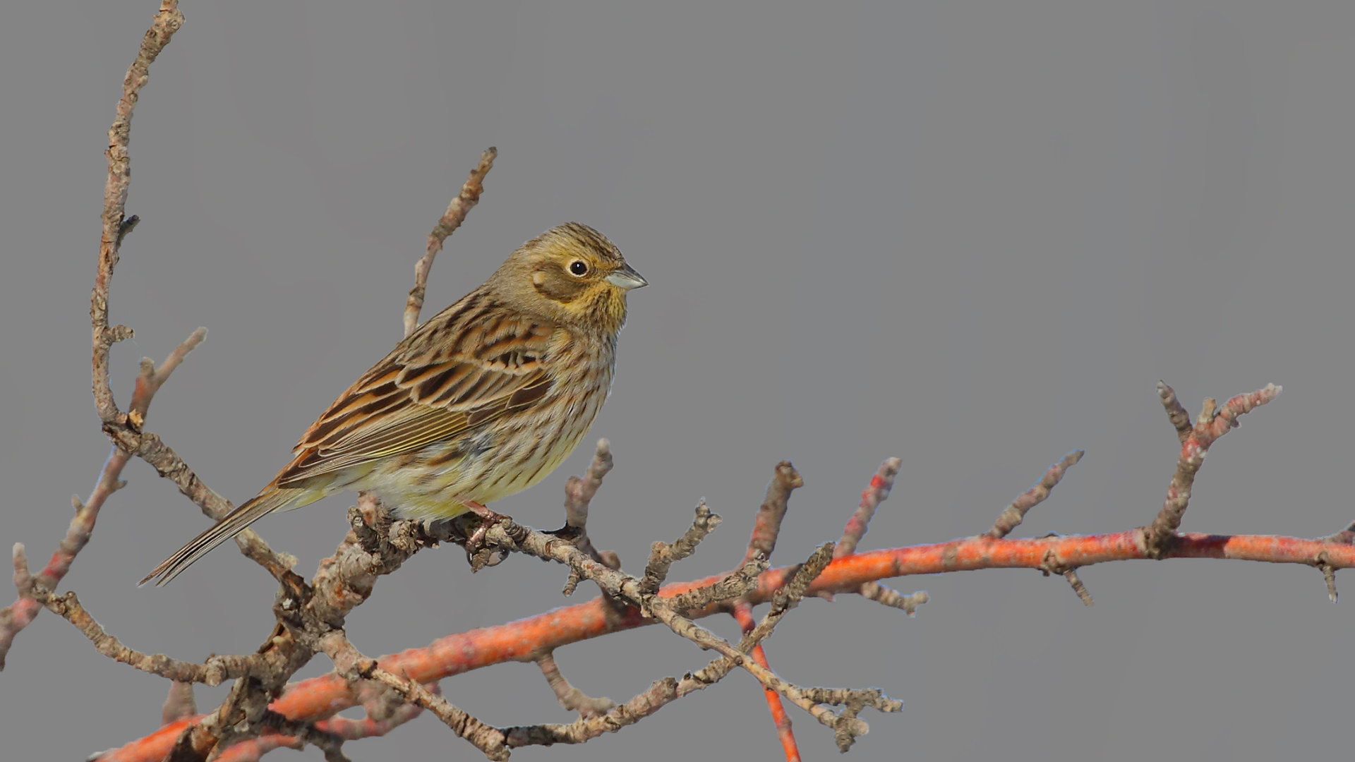 Yellowhammer