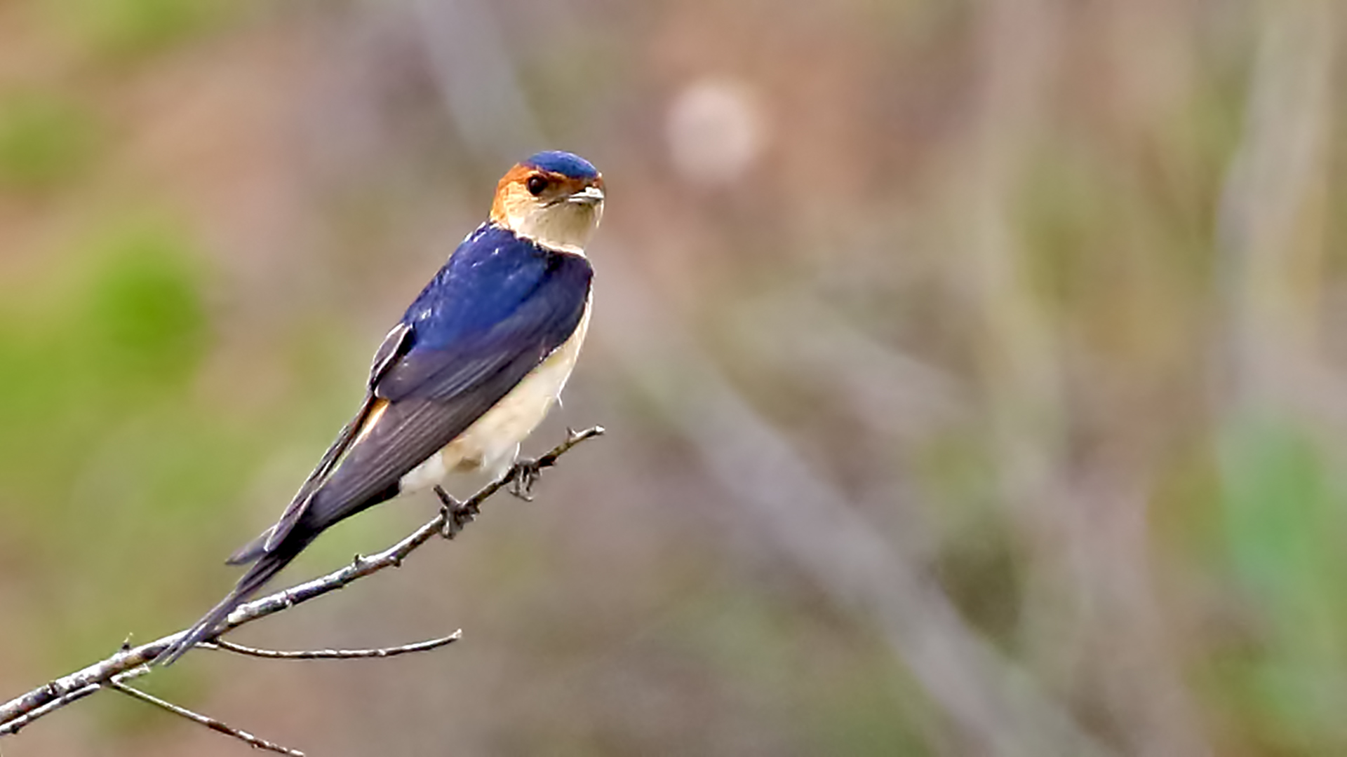 Red-rumped Swallow