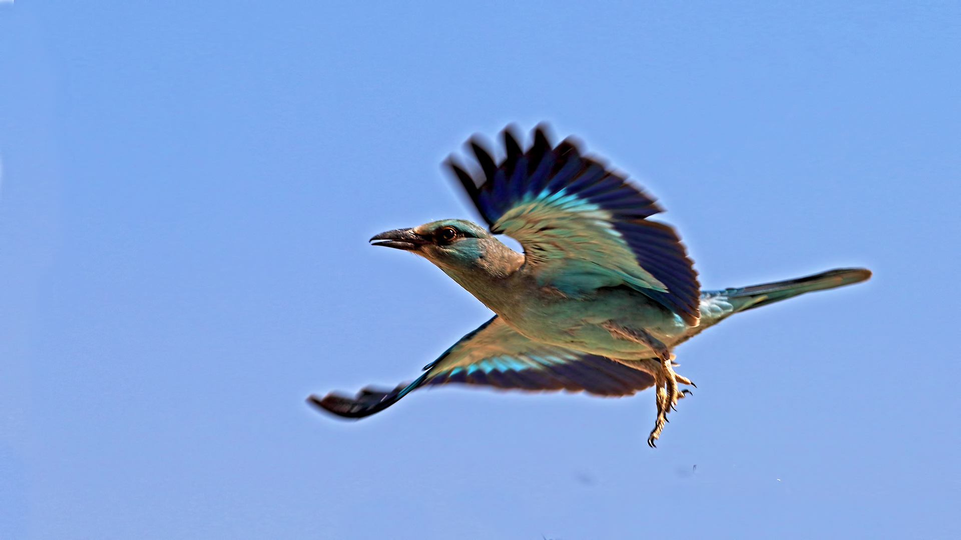 European Roller
