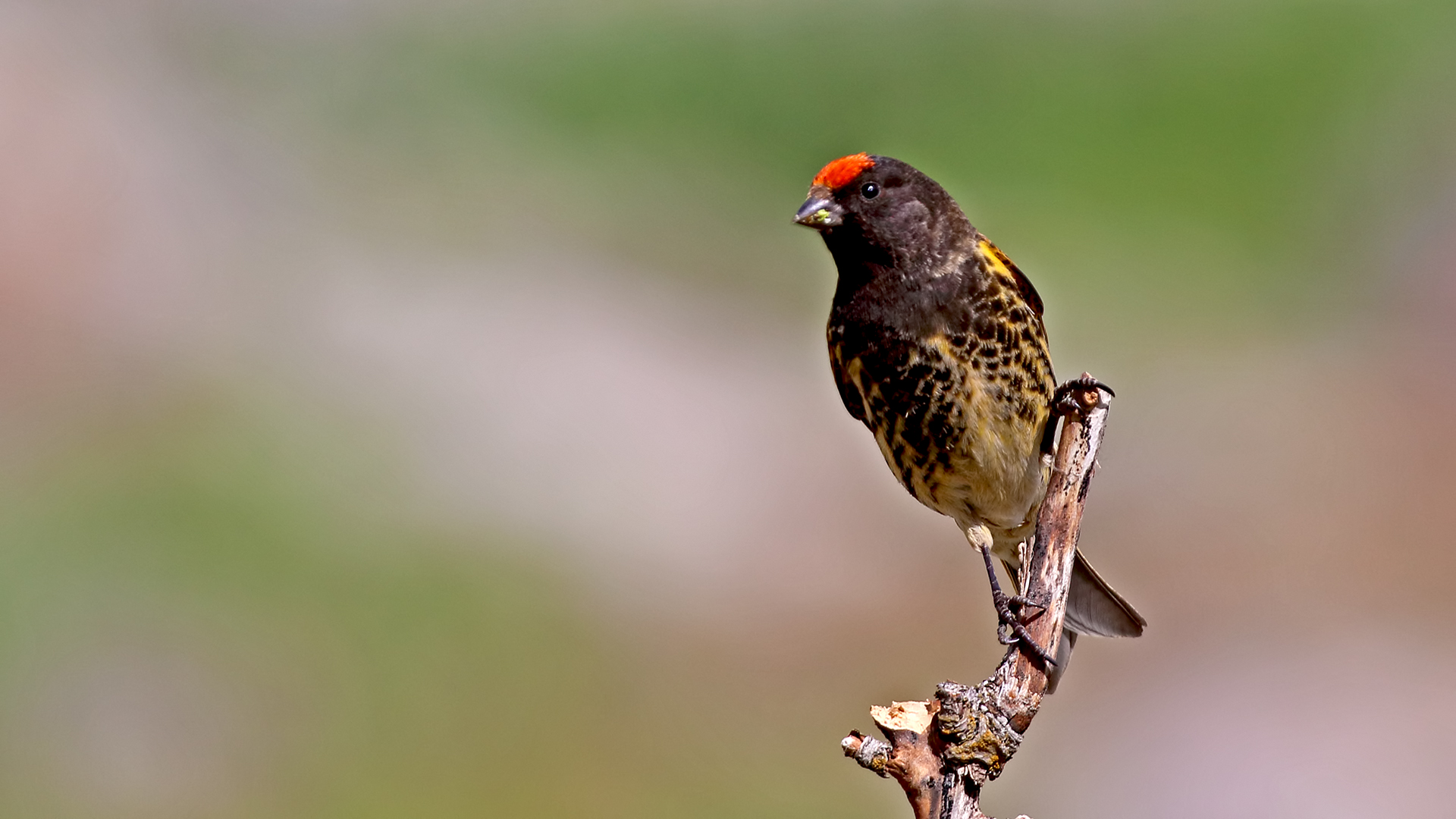 Fire-fronted Serin — Ana fotoğraf
