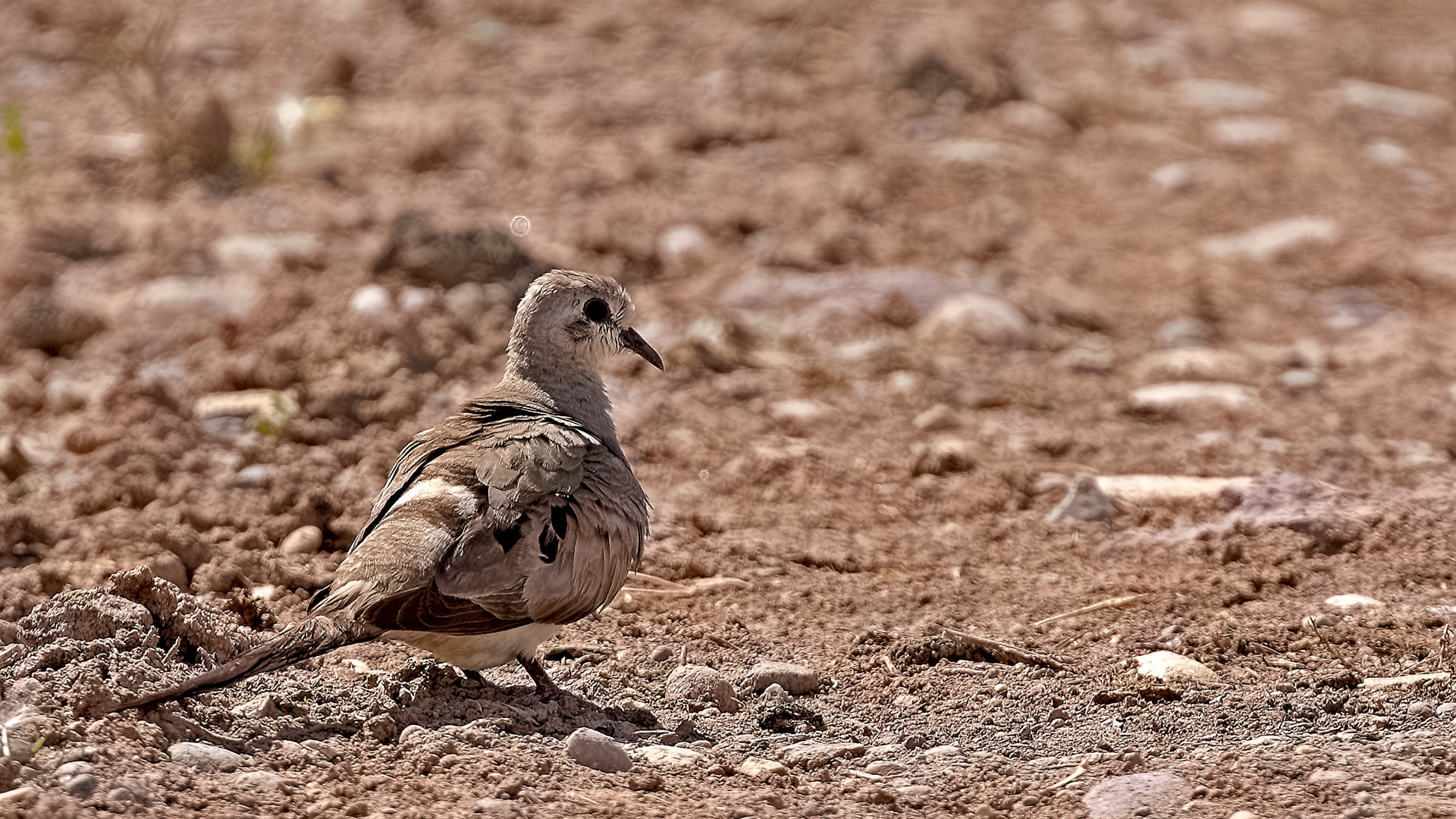 Namaqua Dove