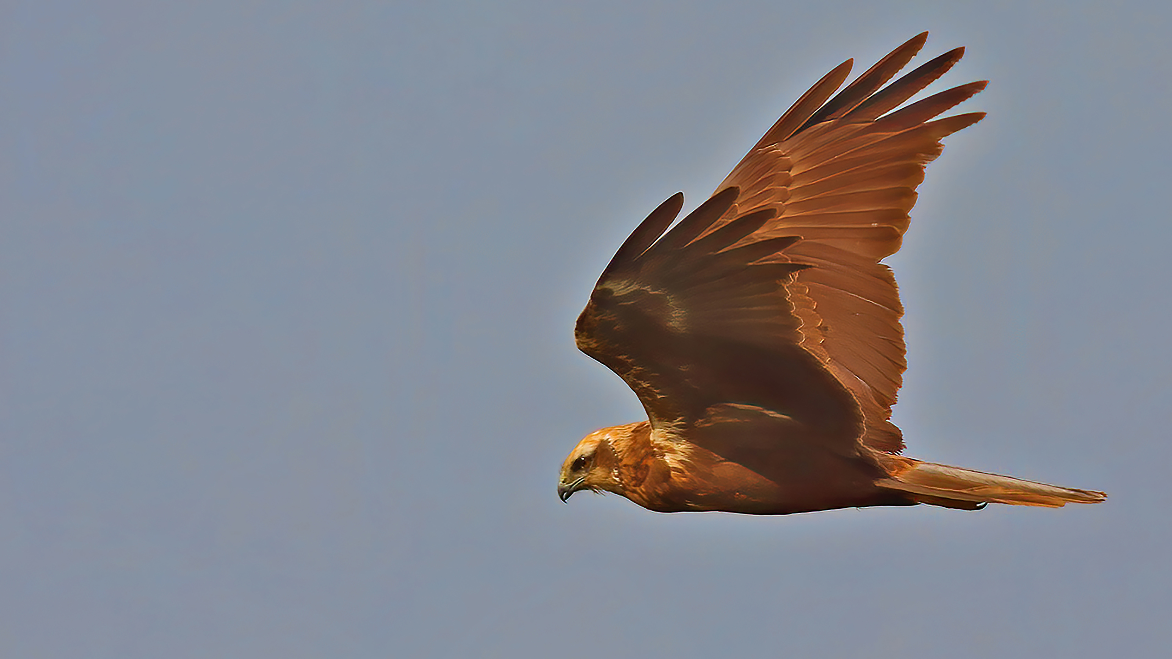 Eurasian Marsh-Harrier