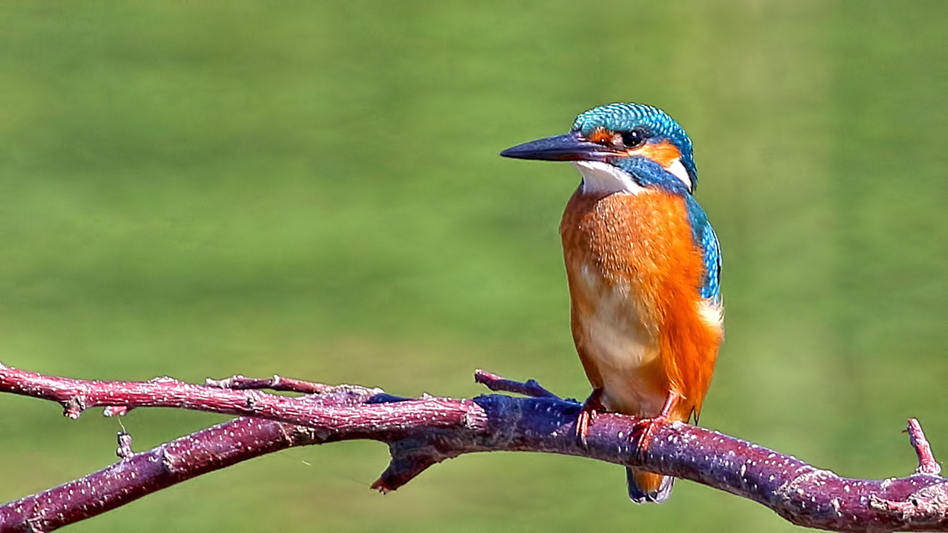 Common Kingfisher