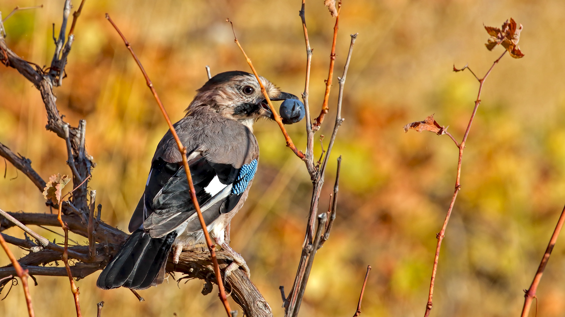 Eurasian Jay — Ana fotoğraf