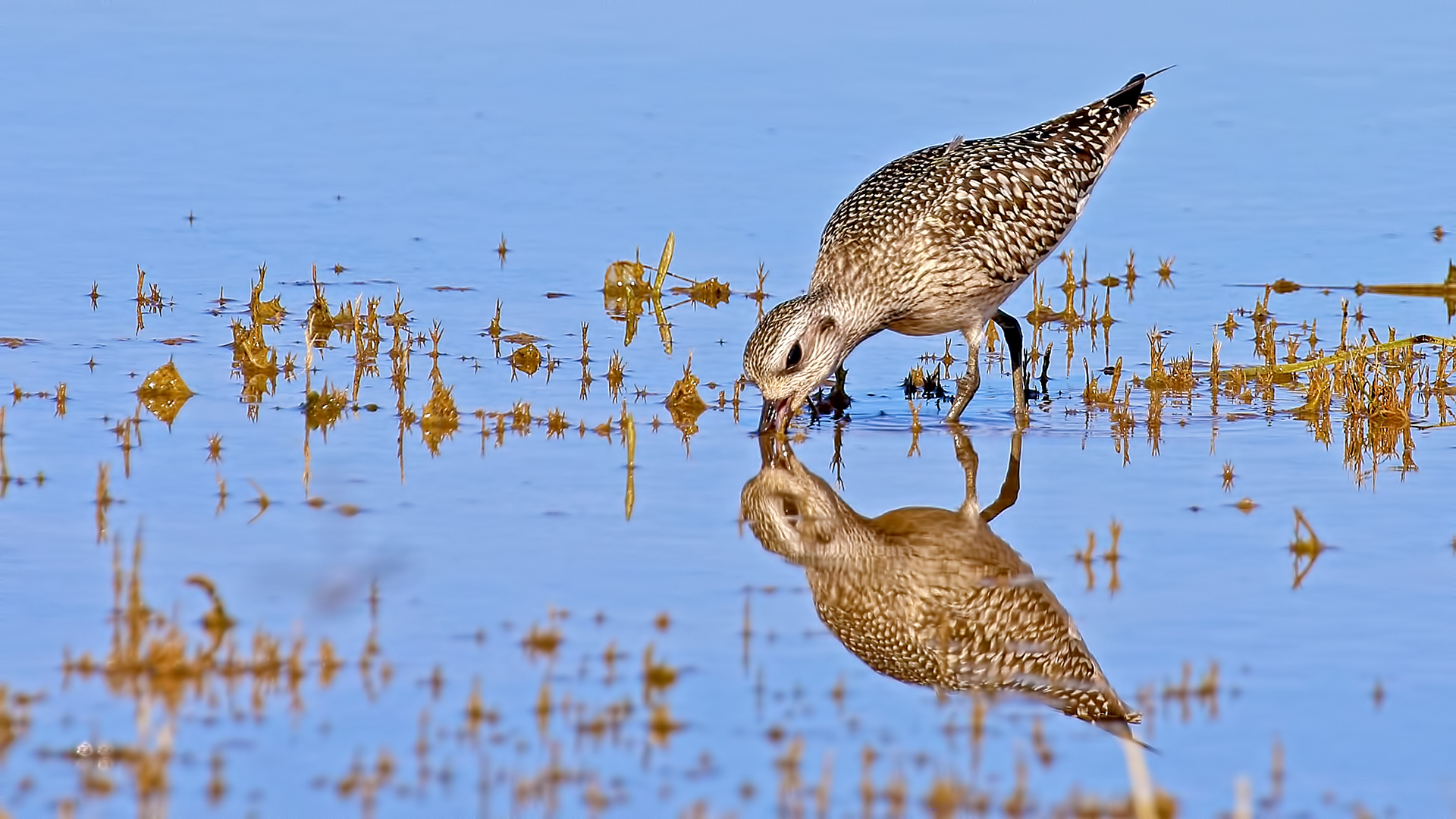 Black-bellied Plover — Ana fotoğraf
