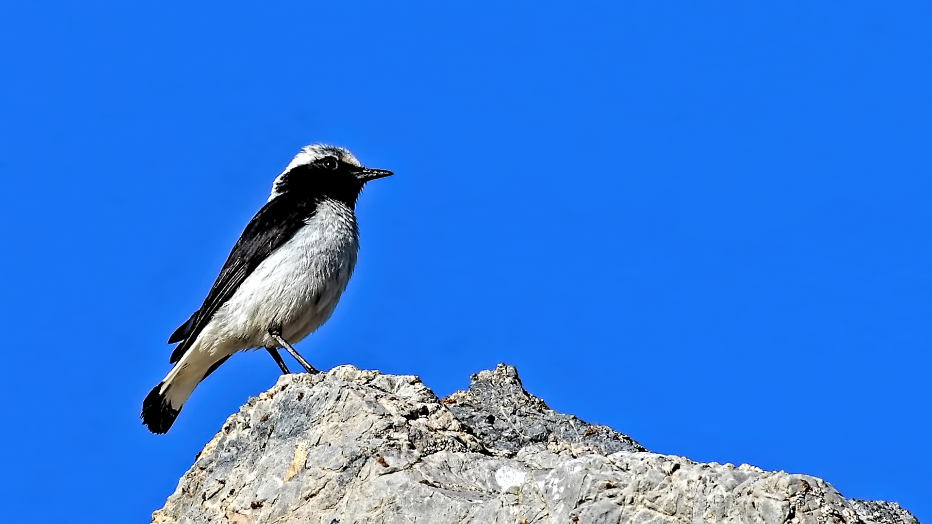 Finsch's Wheatear