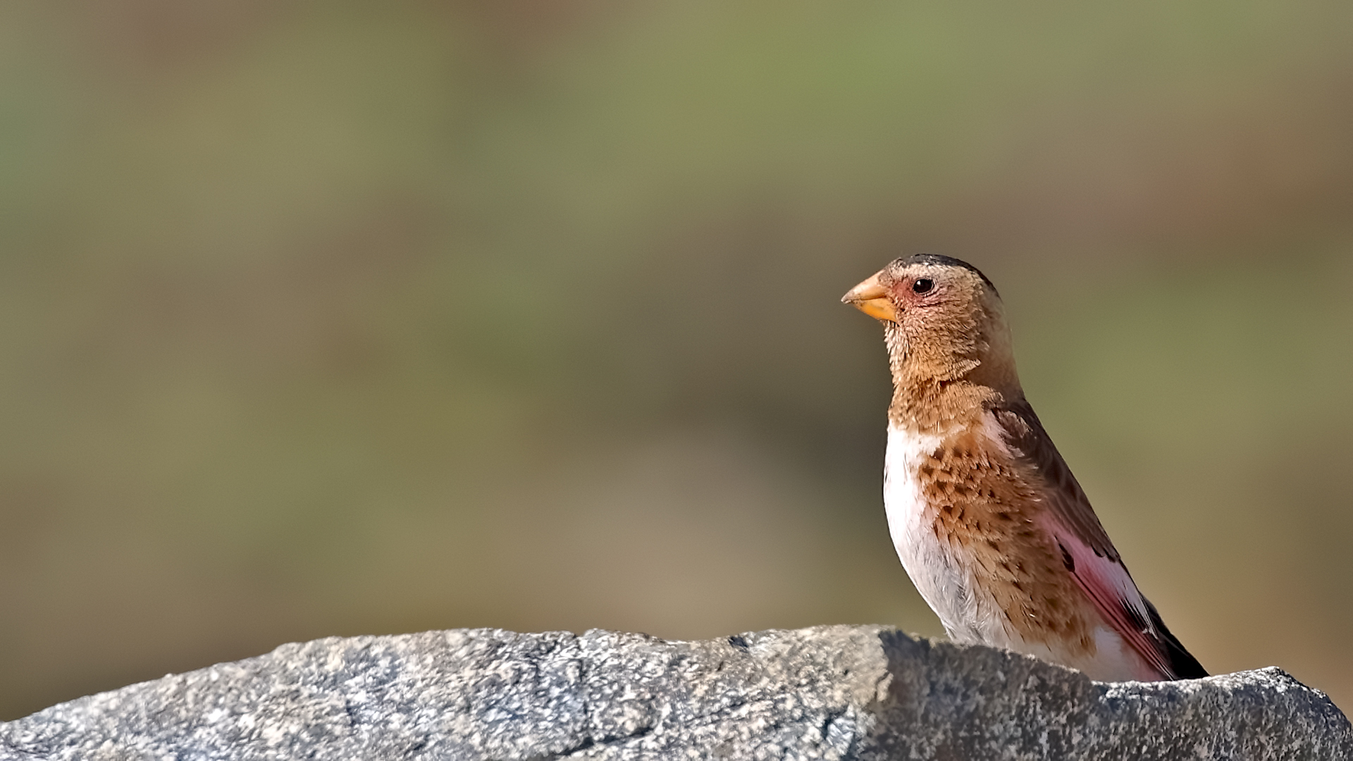 Crimson-winged Finch