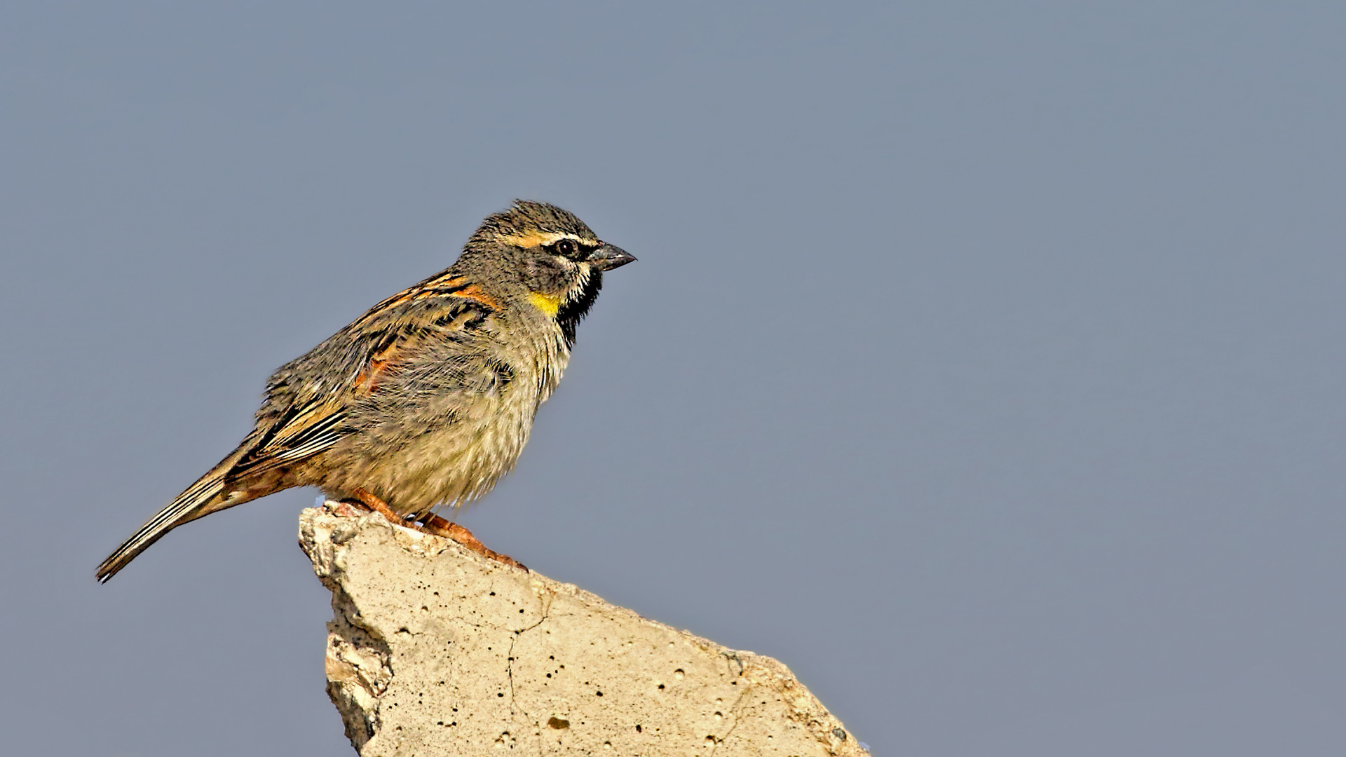 Dead Sea Sparrow