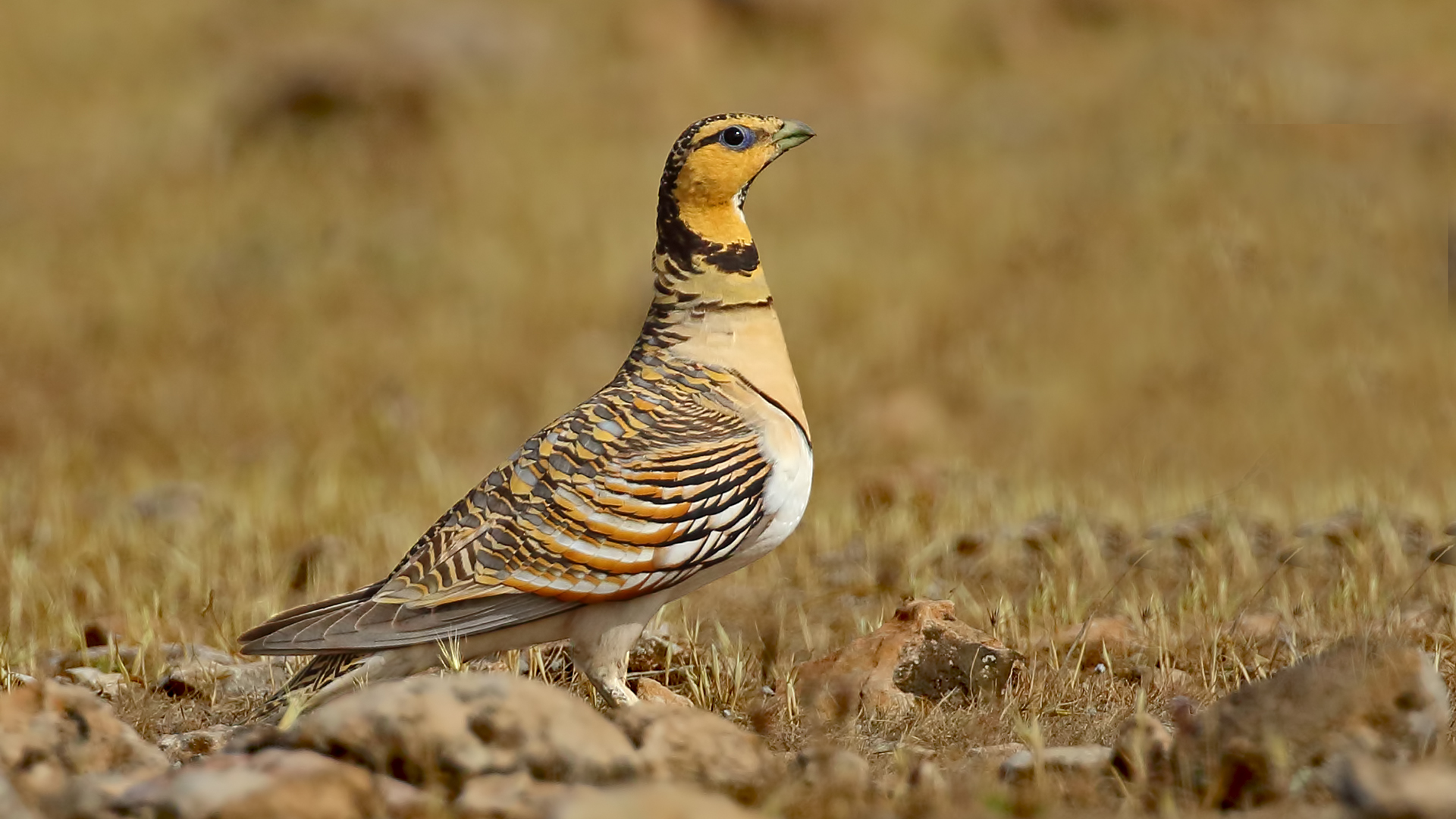 Pin-tailed Sandgrouse