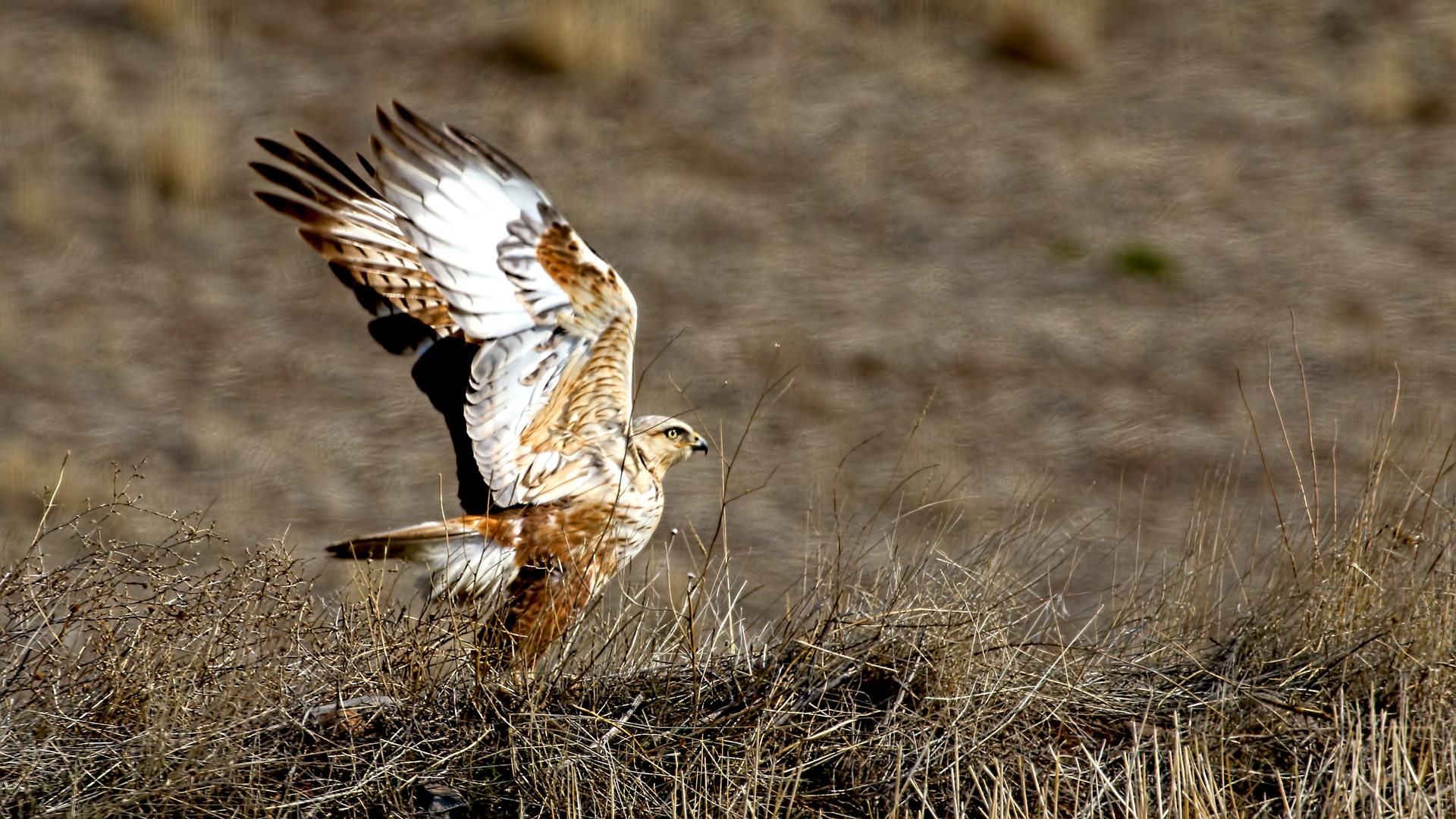 Long-legged Buzzard