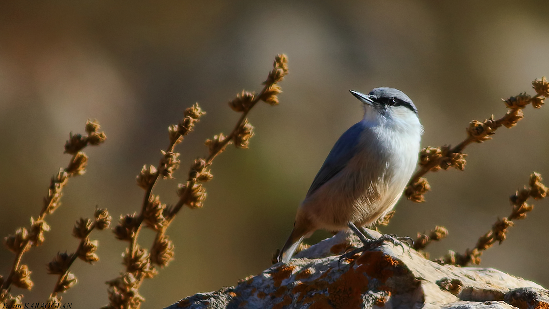 Western Rock Nuthatch