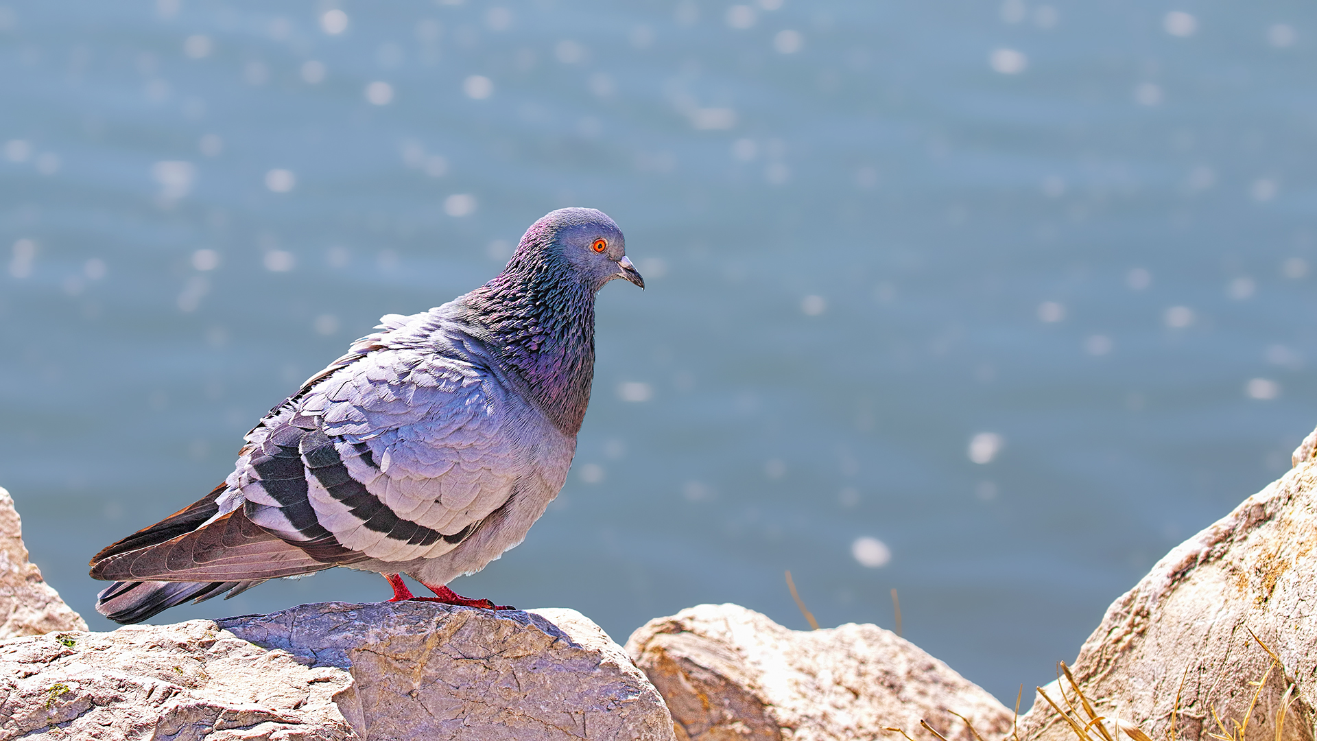 Rock Pigeon — Ana fotoğraf