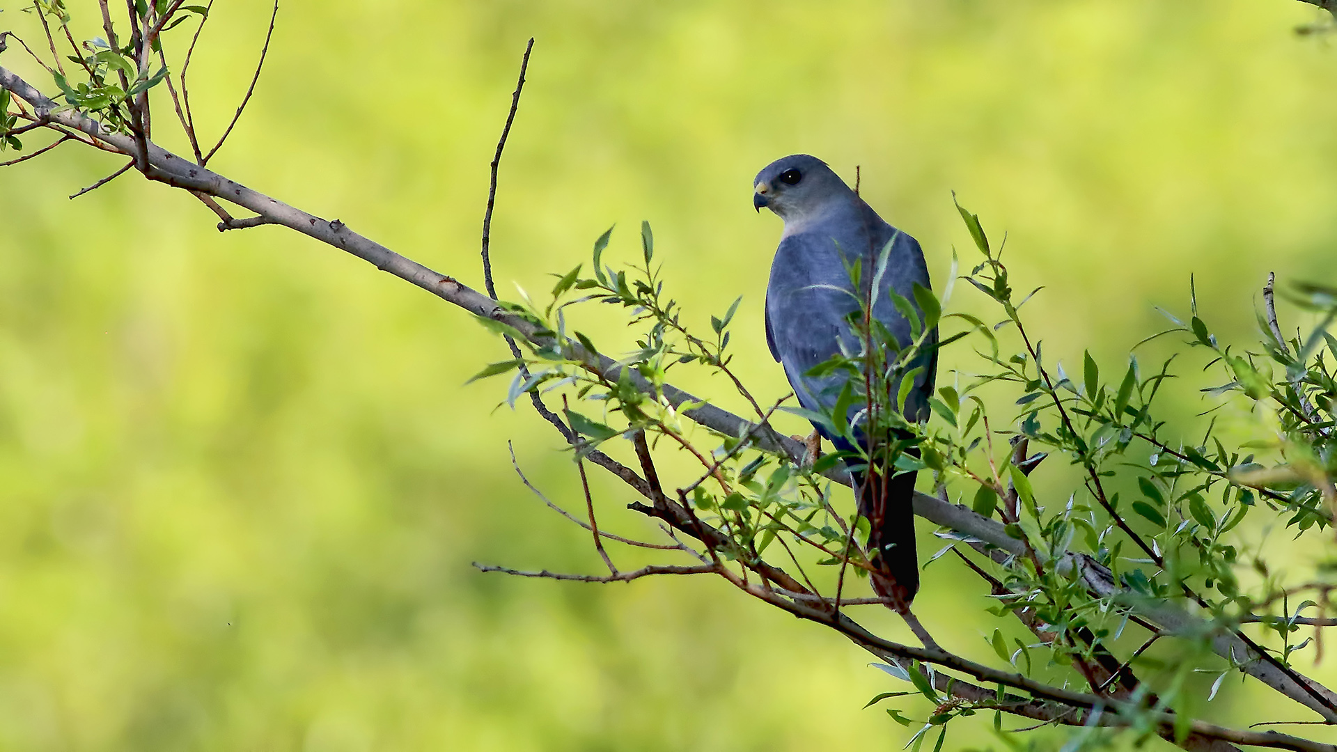 Levant Sparrowhawk — Ana fotoğraf