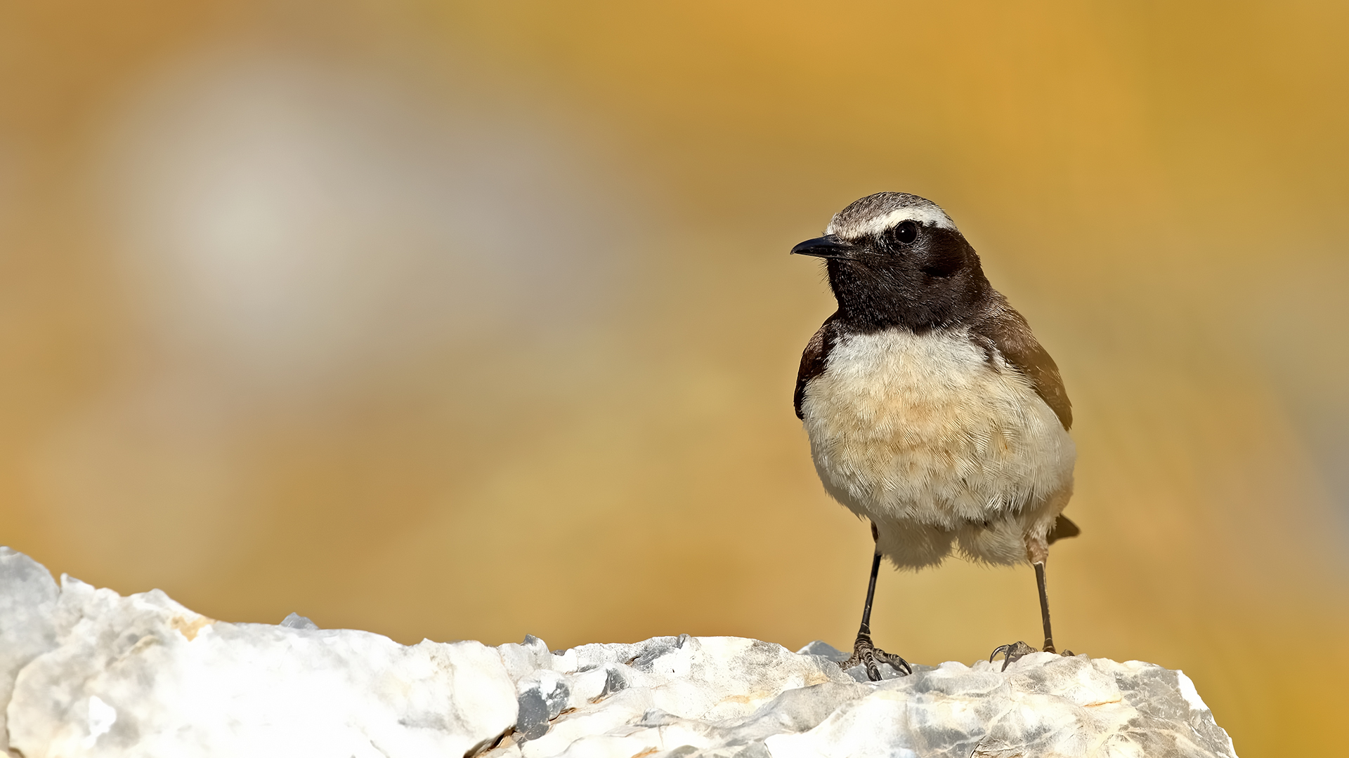 Kurdish Wheatear