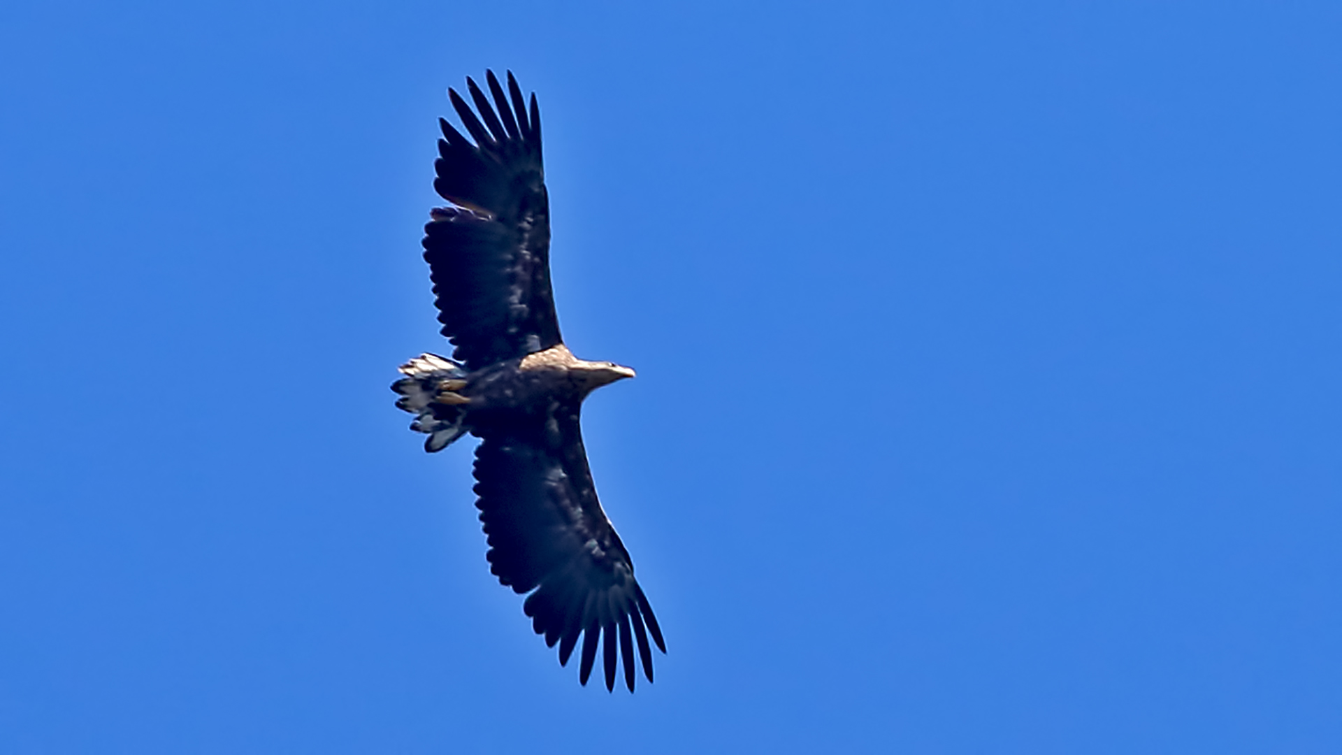White-tailed Eagle — Ana fotoğraf