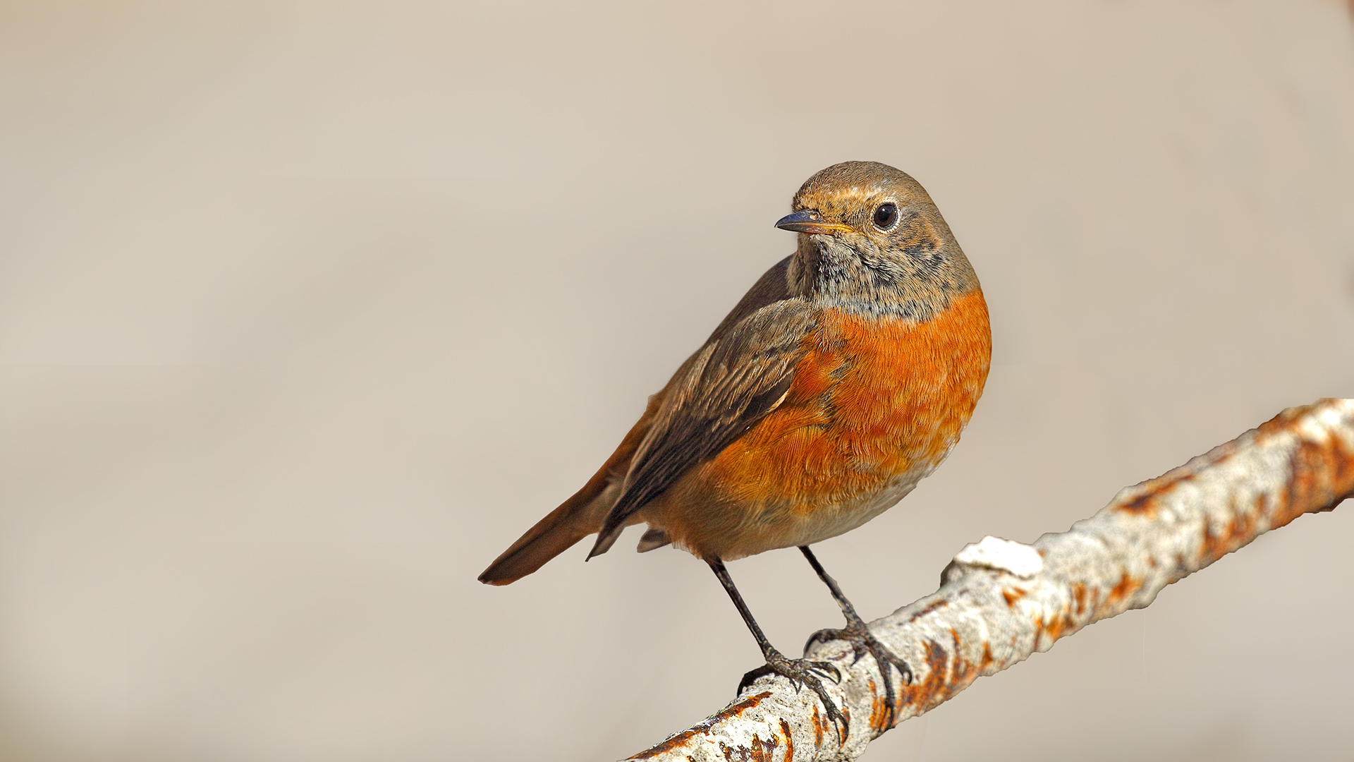 Common Redstart — Ana fotoğraf