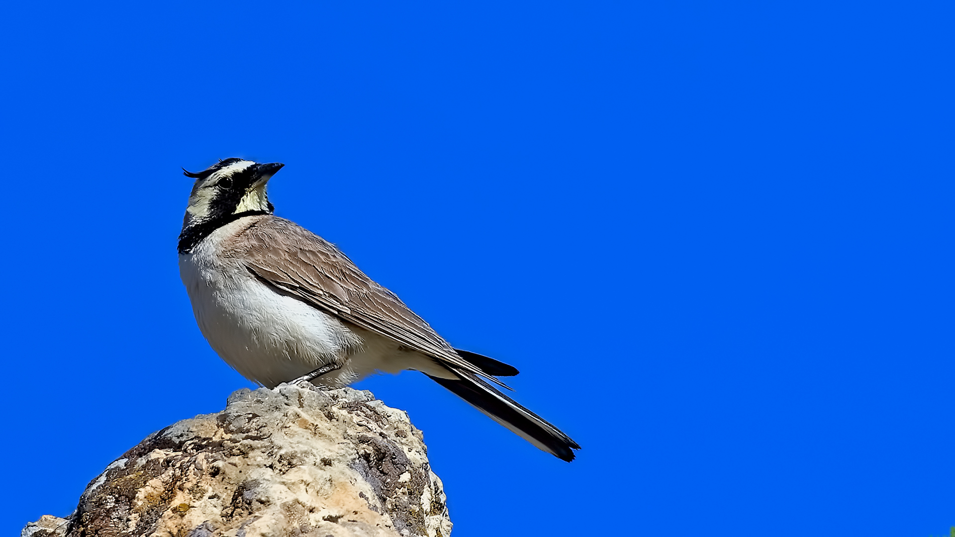 Horned Lark