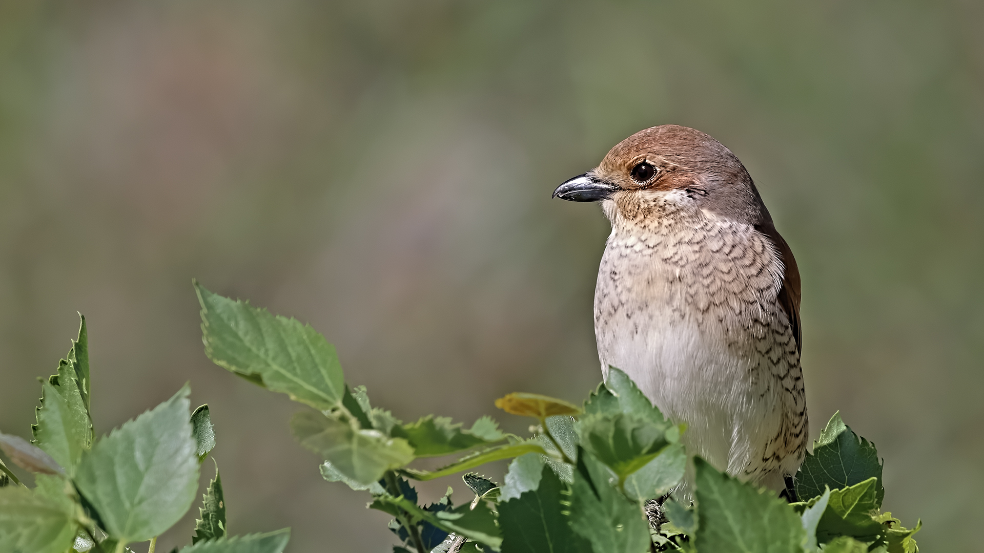 Red-backed Shrike