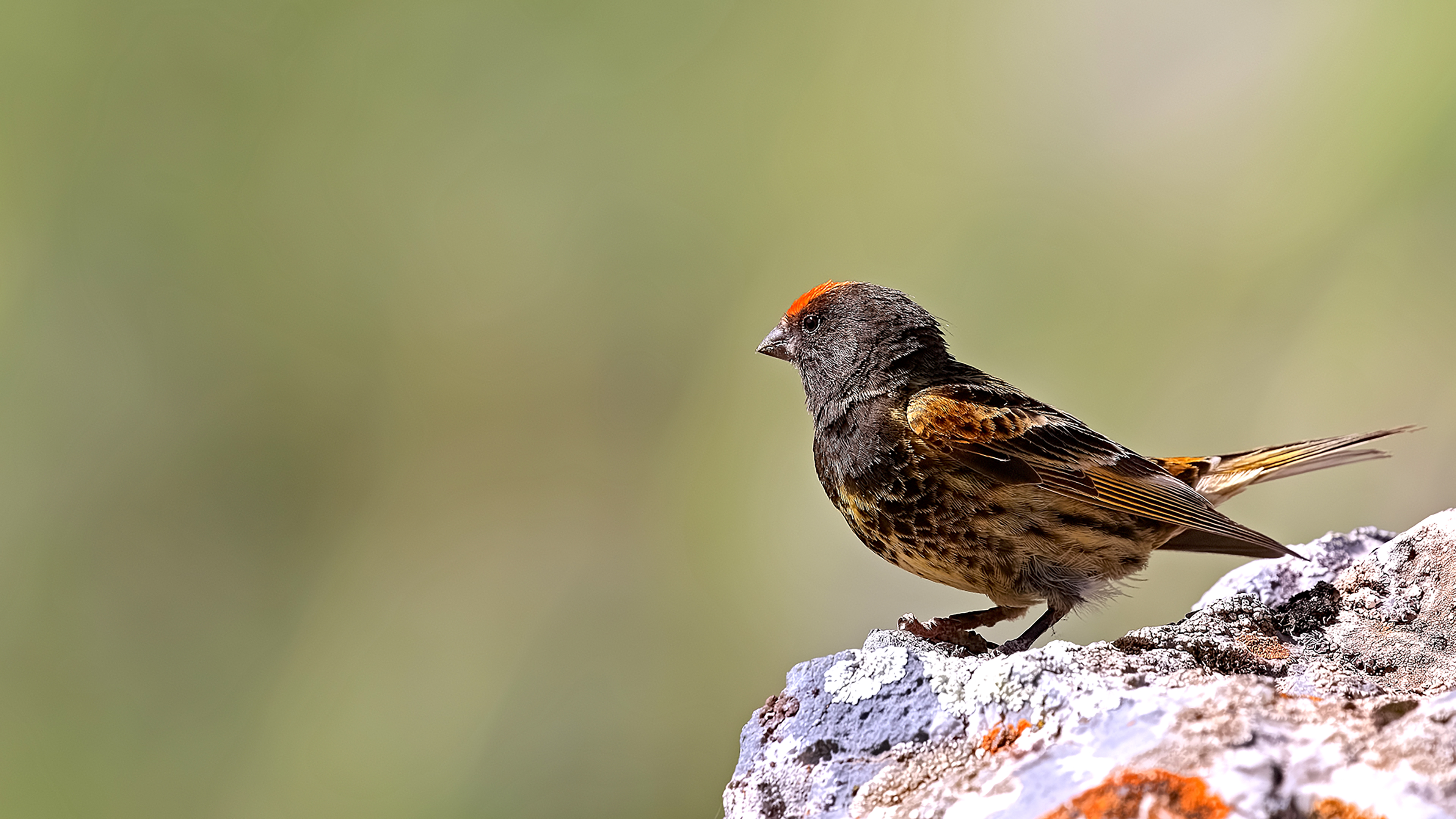 Fire-fronted Serin