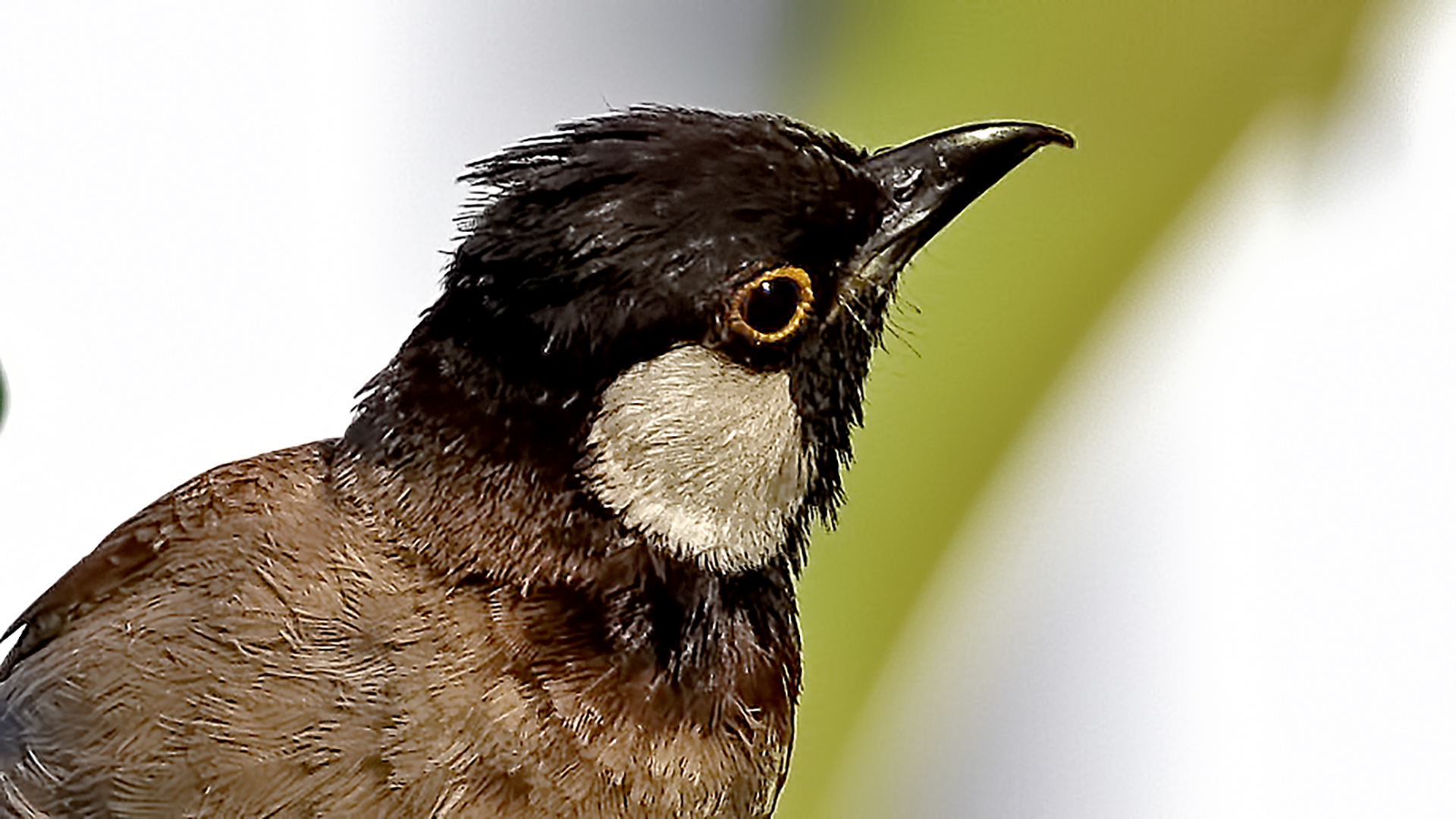 White-eared Bulbul