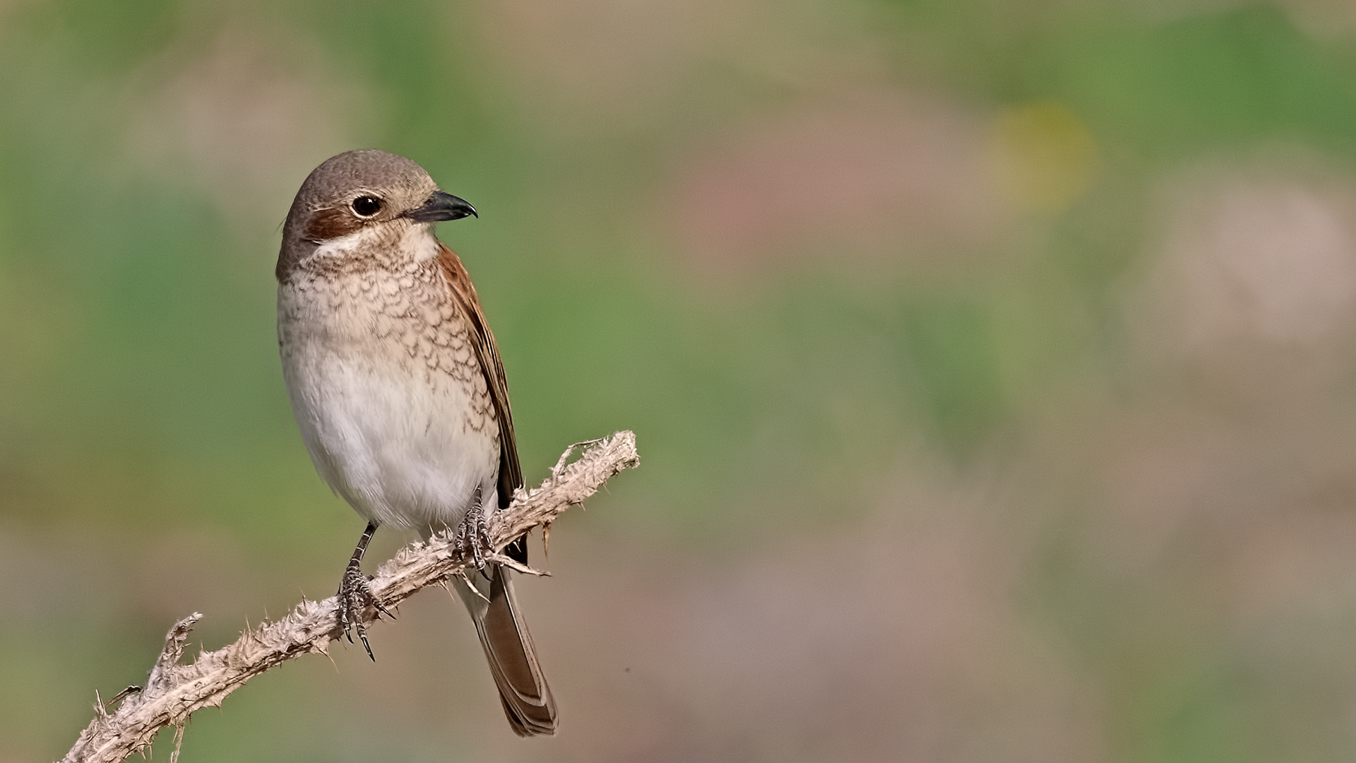 Red-backed Shrike