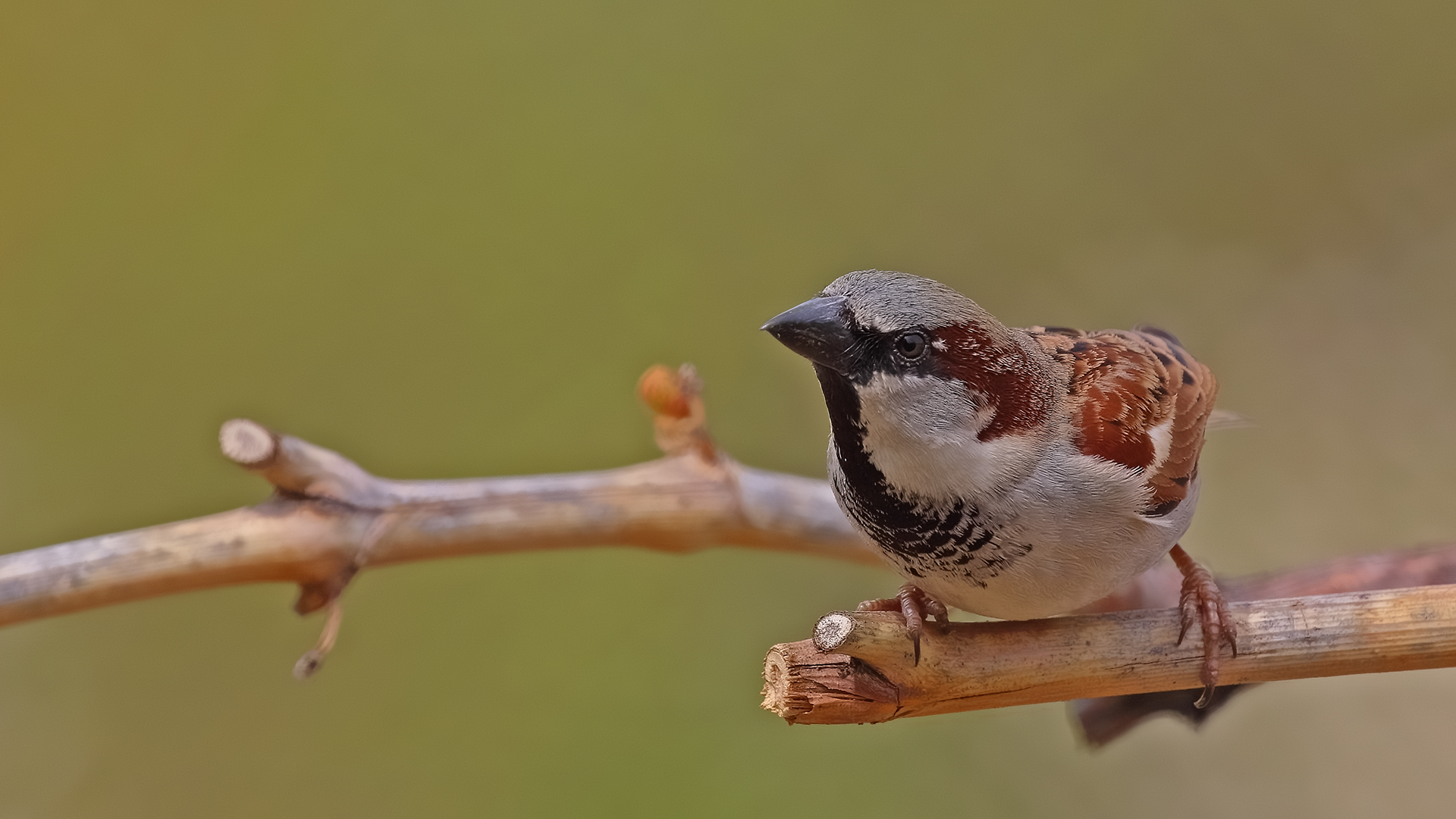 House Sparrow