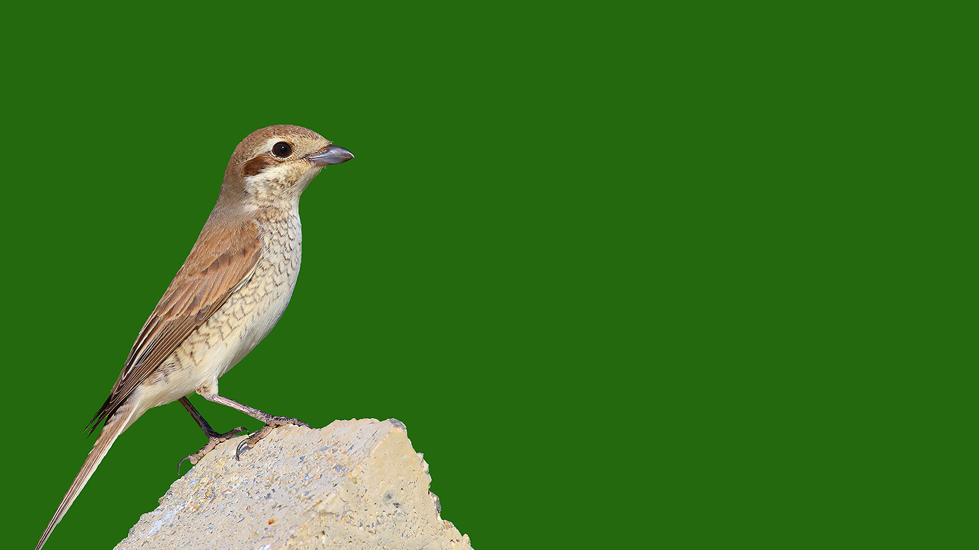 Red-backed Shrike