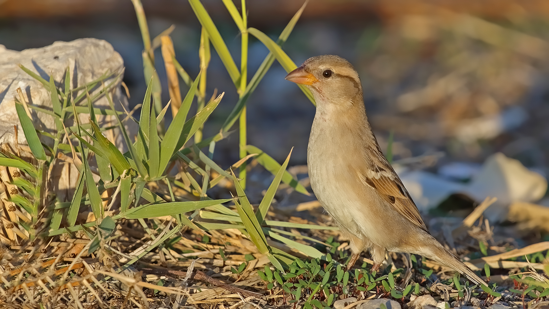 House Sparrow