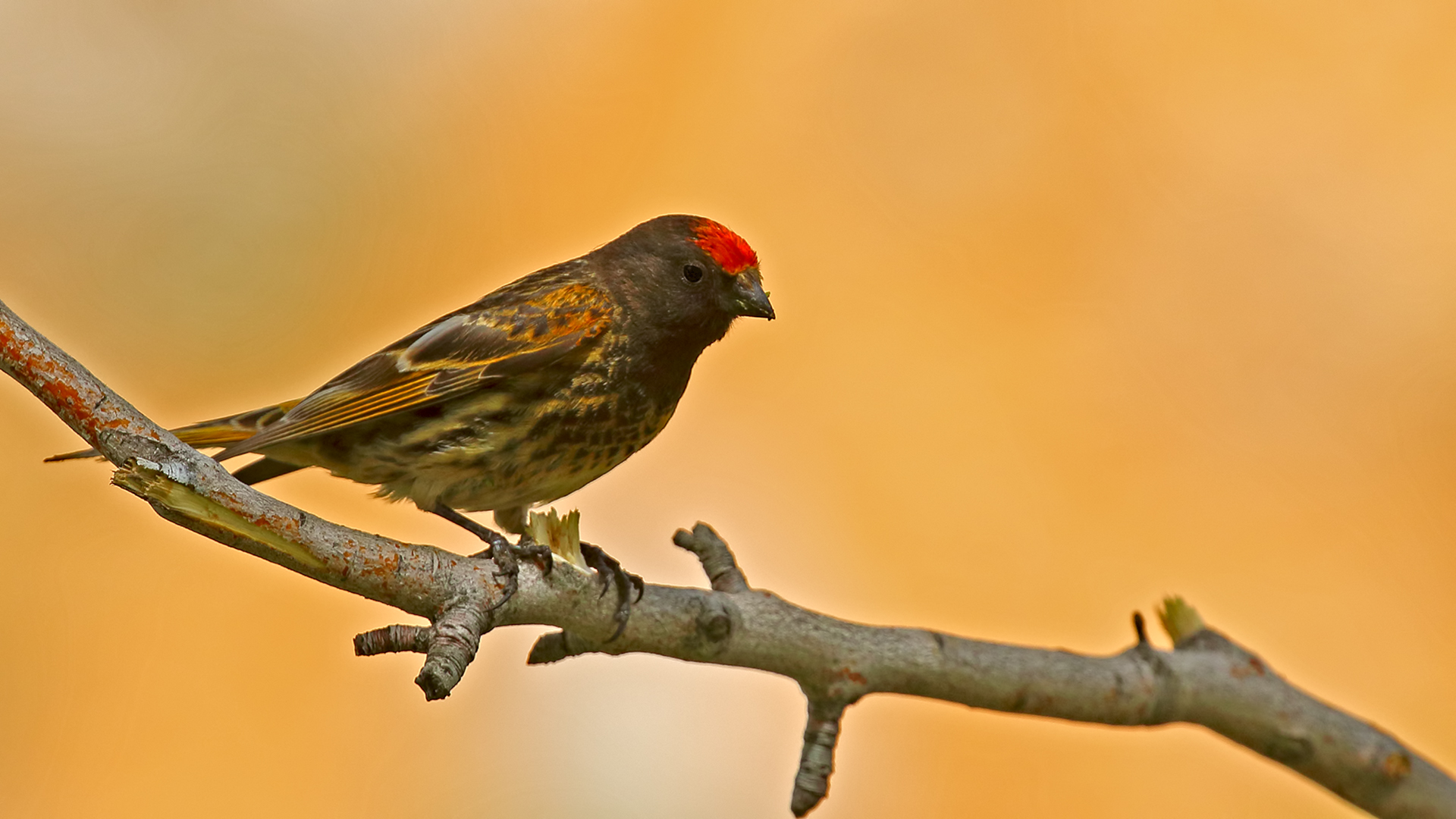 Fire-fronted Serin