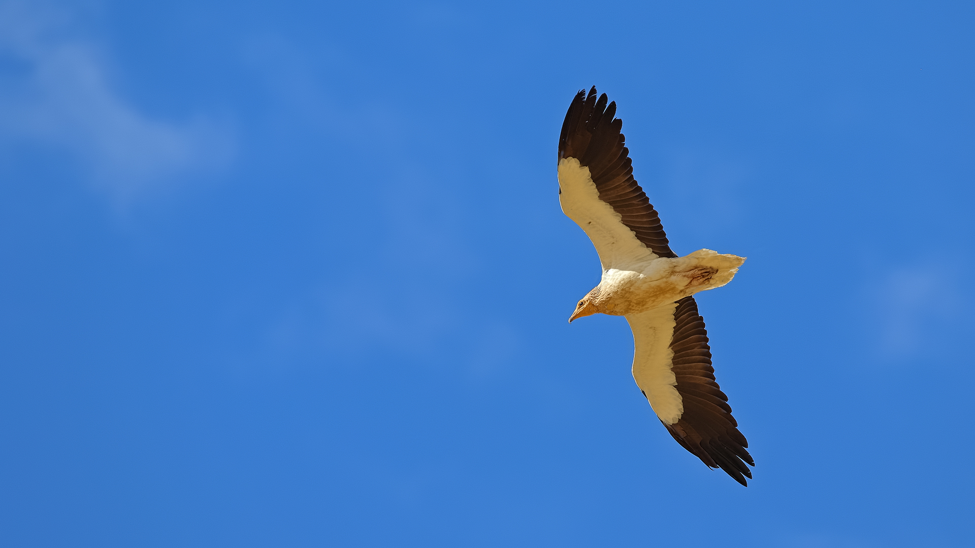 Egyptian Vulture — Ana fotoğraf