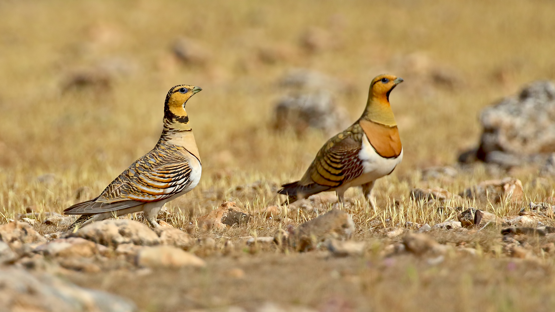 Pin-tailed Sandgrouse