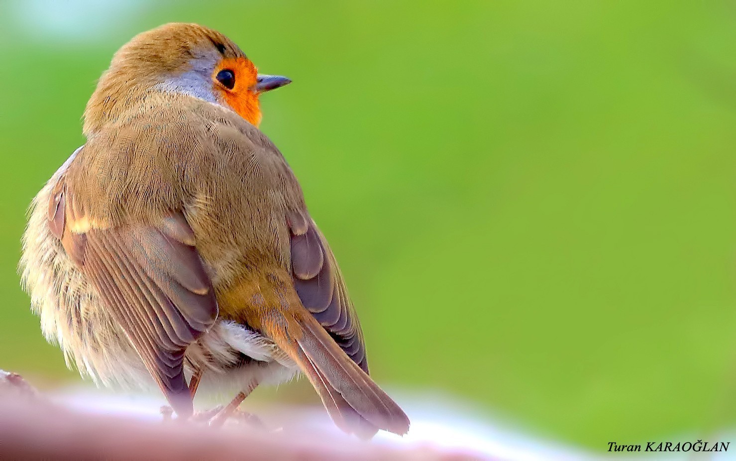 European Robin