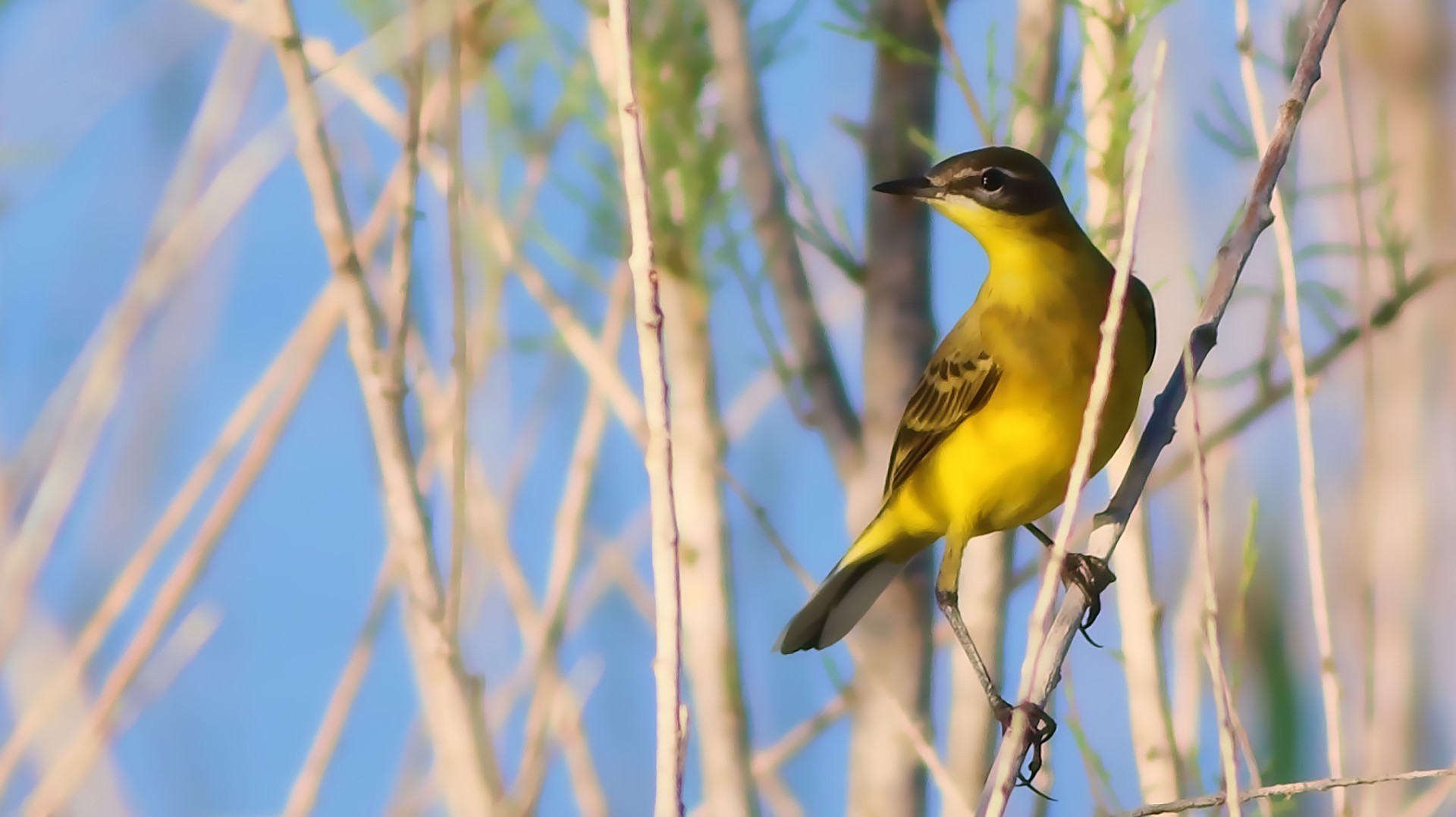Yellow Wagtail