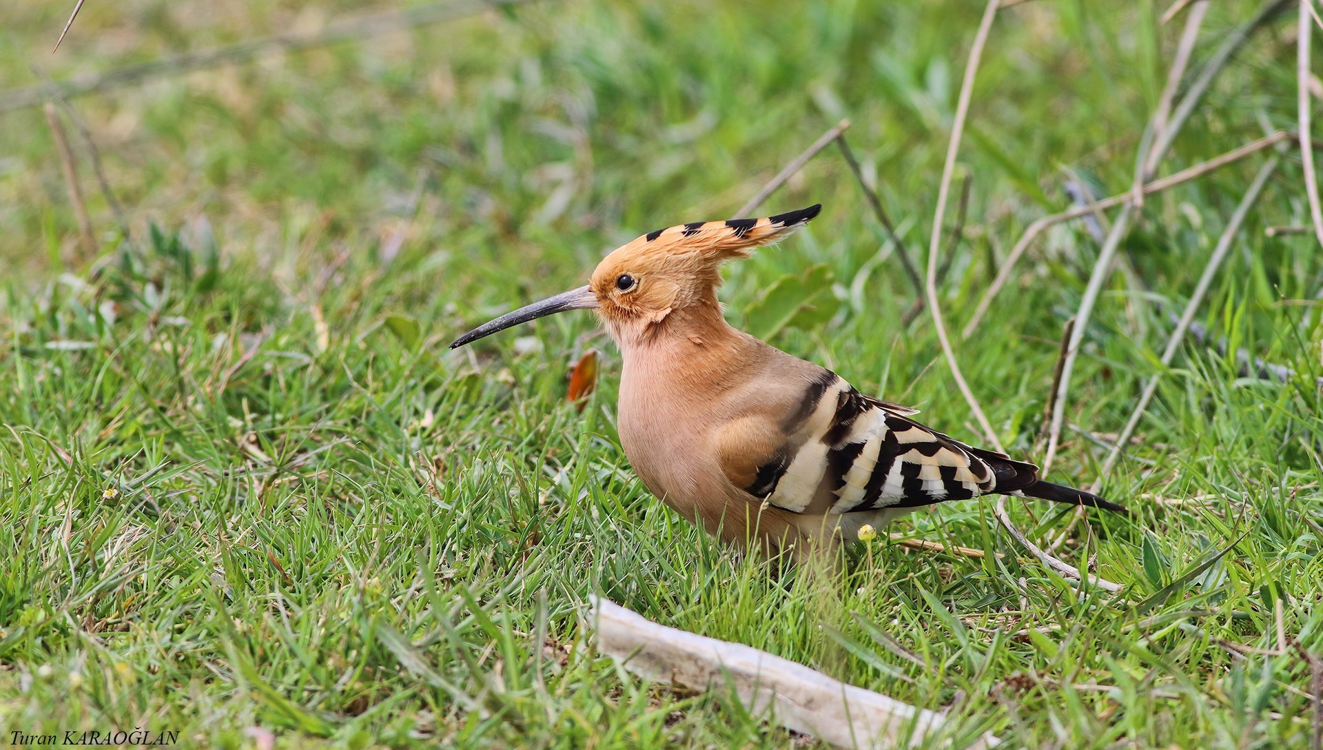Common Hoopoe