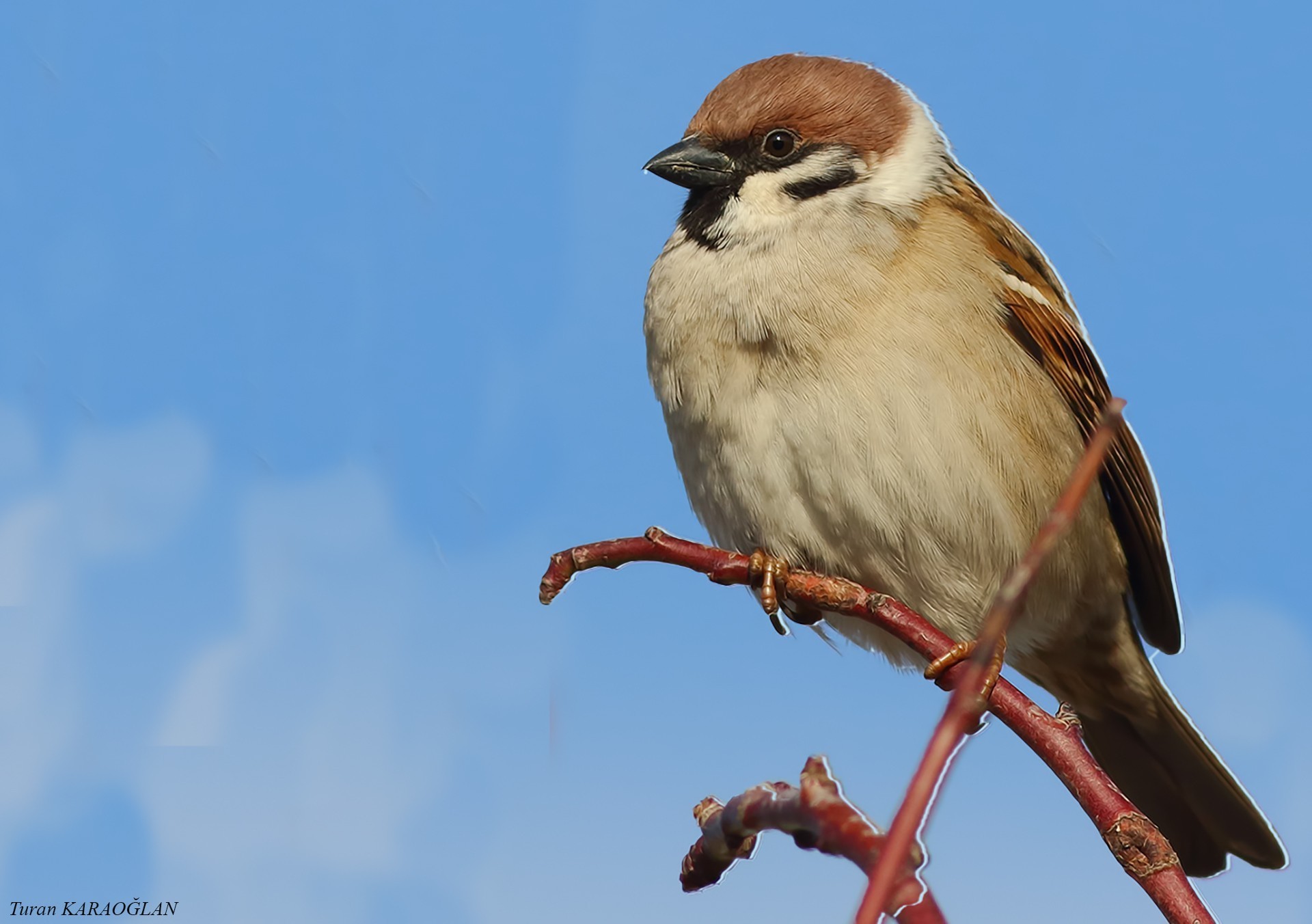 Eurasian Tree Sparrow
