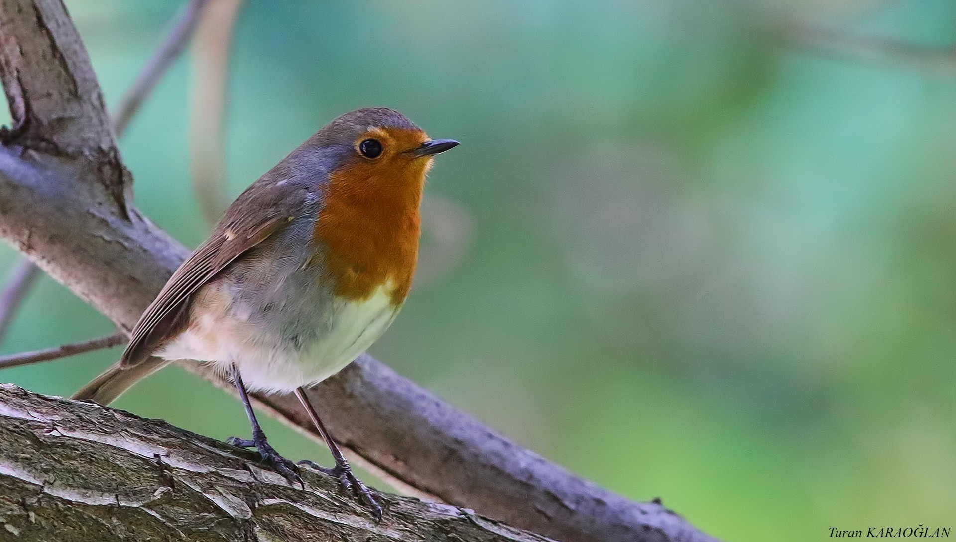 European Robin