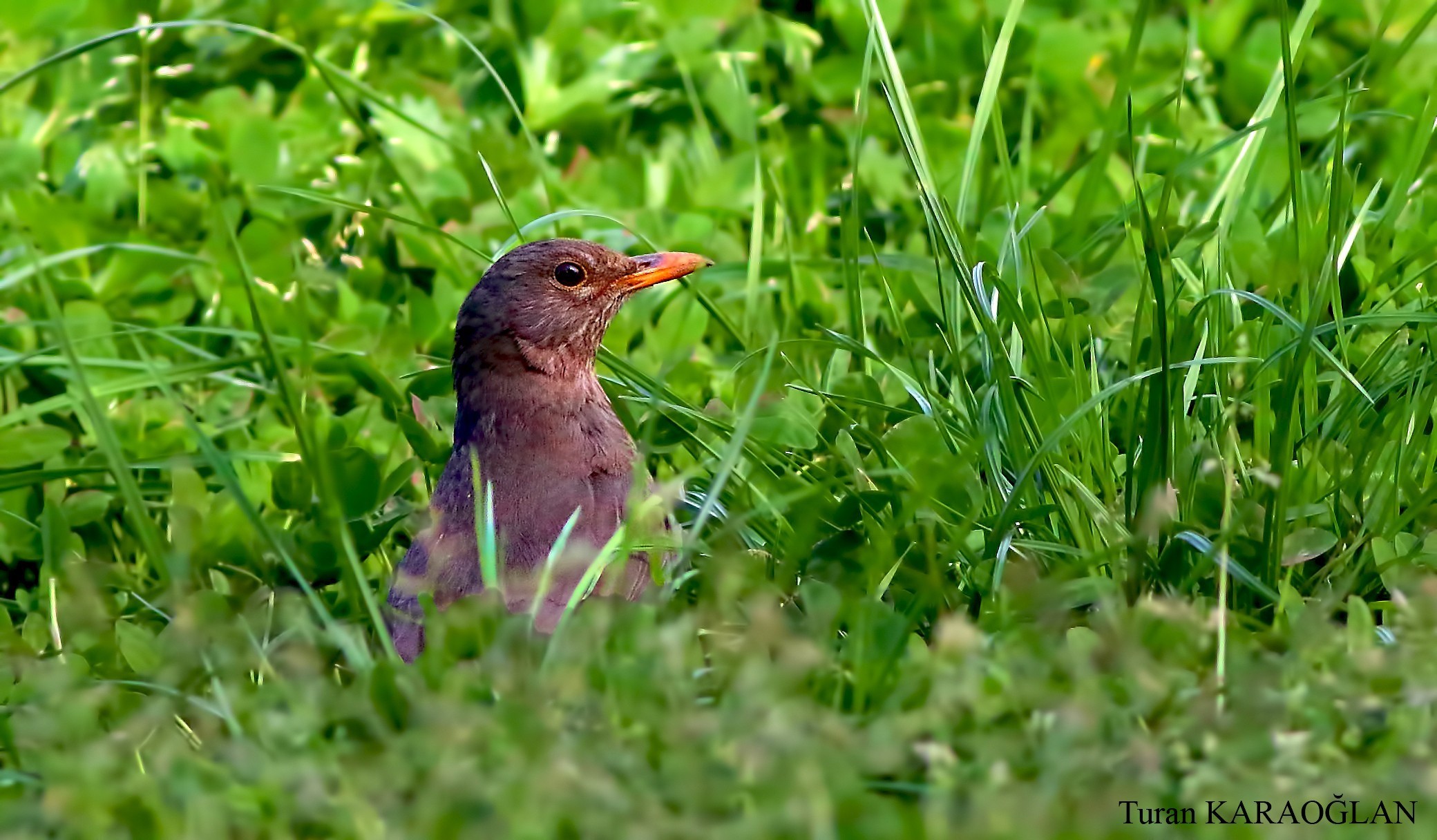 Common Blackbird