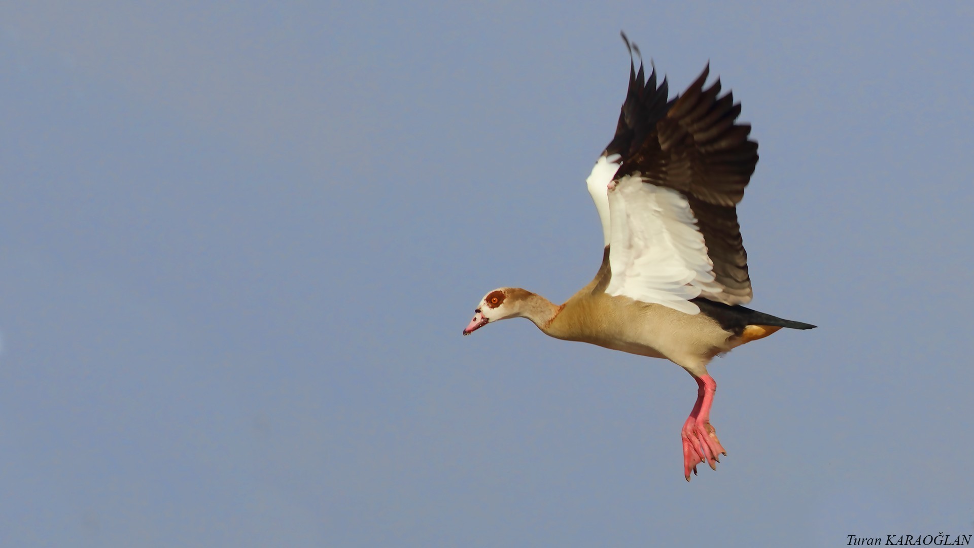 Egyptian Goose