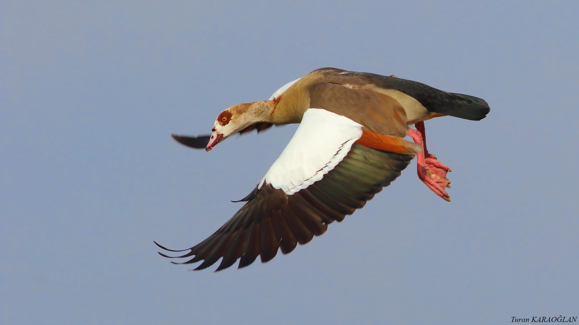 Egyptian Goose