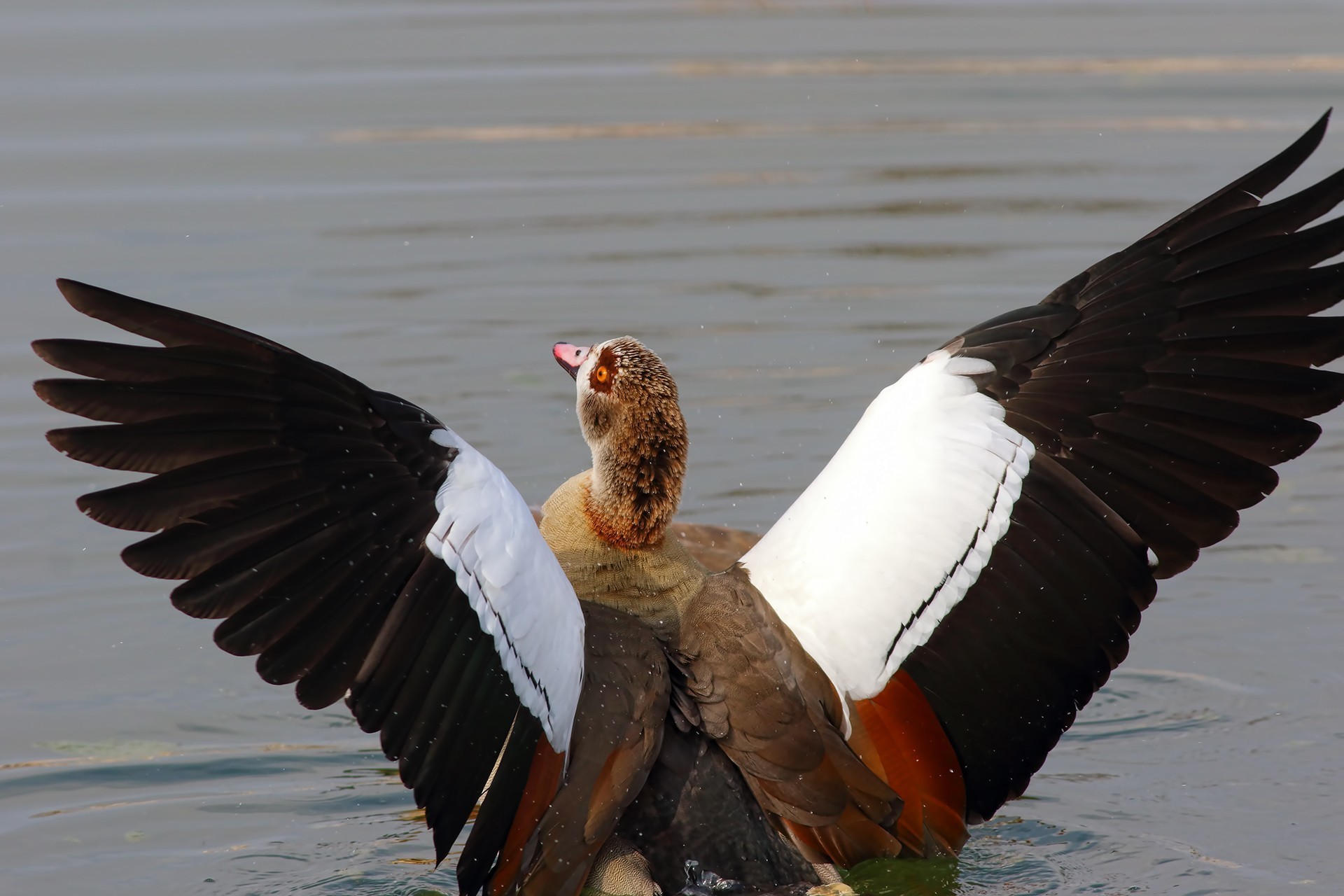 Egyptian Goose