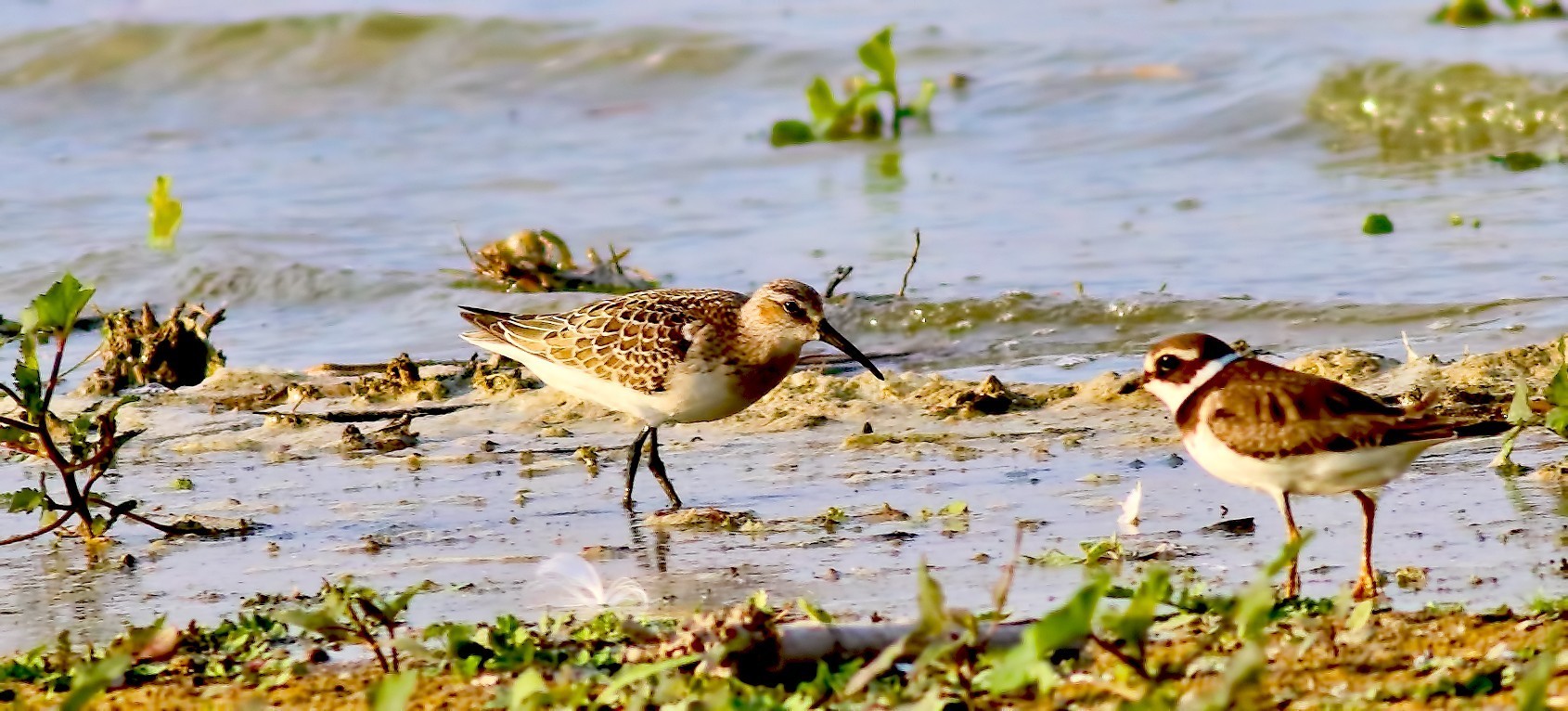 Little Stint