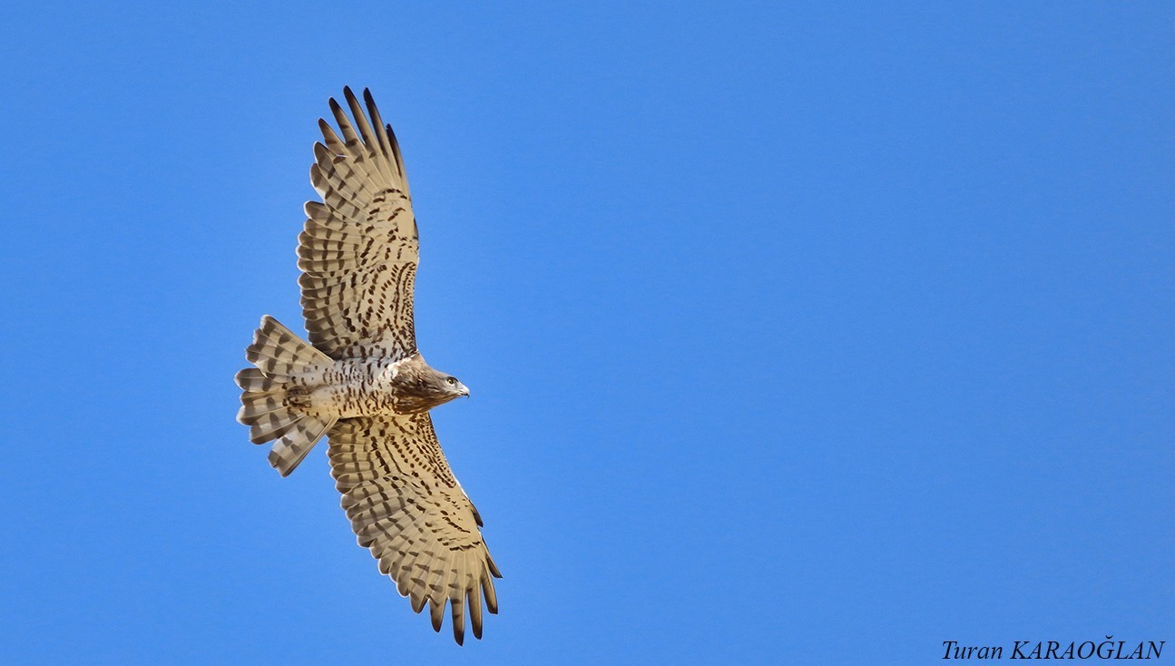 Short-toed Snake-eagle