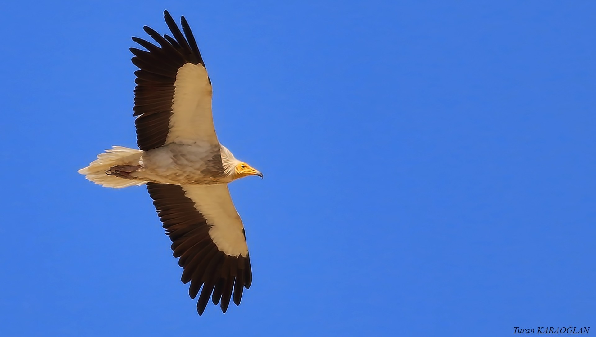 Egyptian Vulture