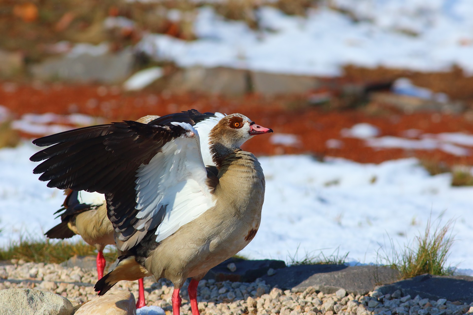 Egyptian Goose