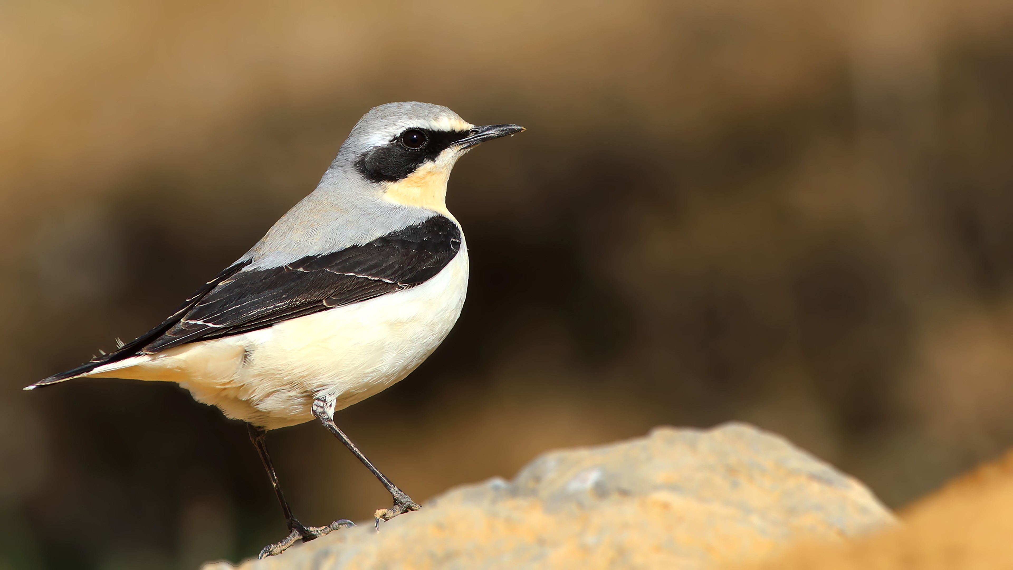 Northern Wheatear
