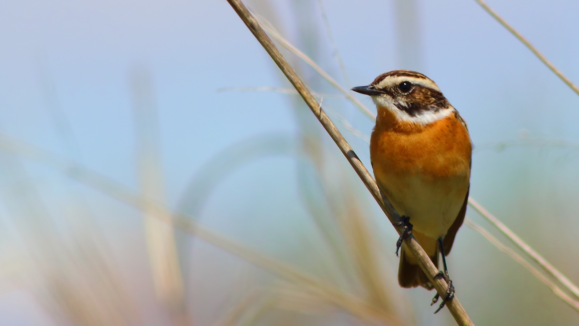 Whinchat