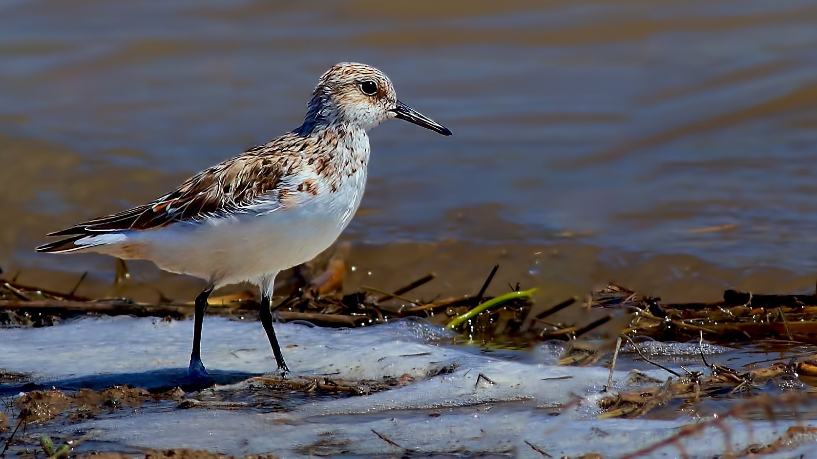 Little Stint — Ana fotoğraf