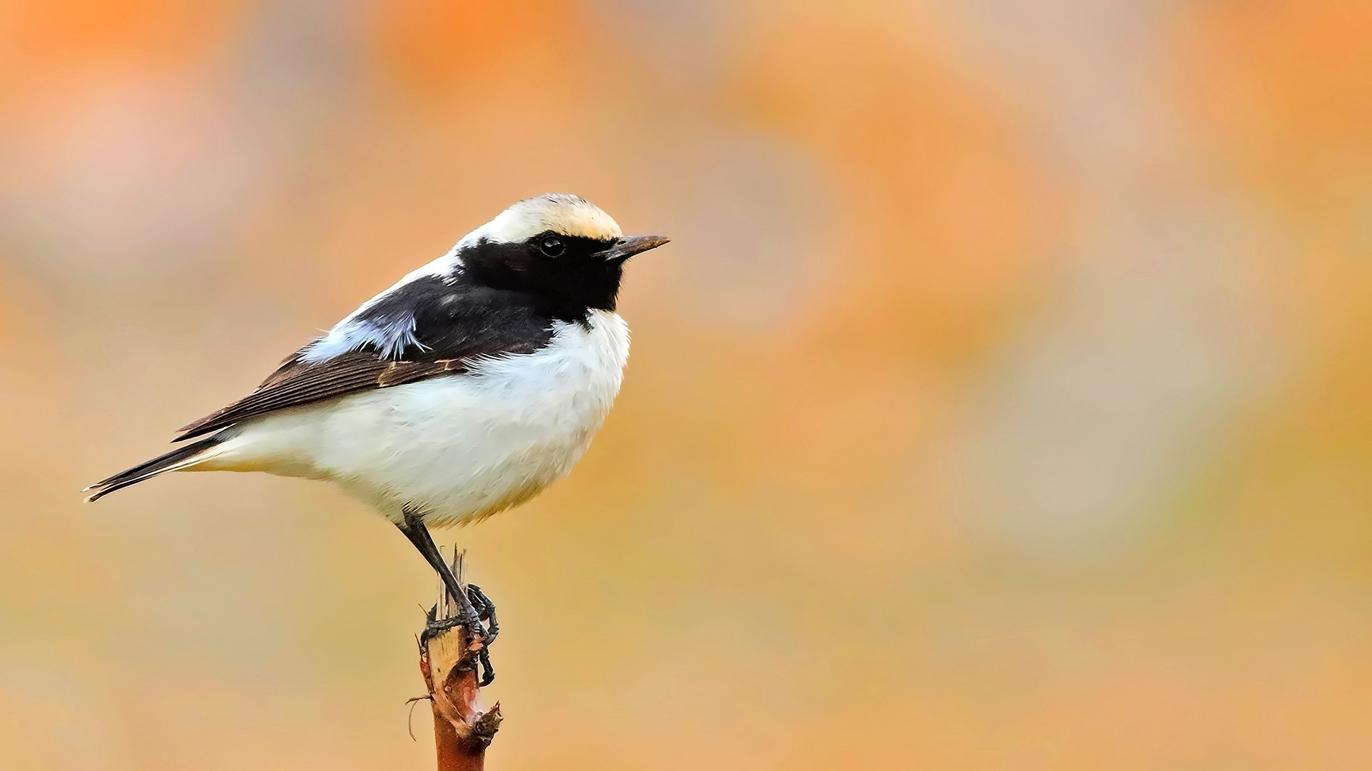 Finsch's Wheatear